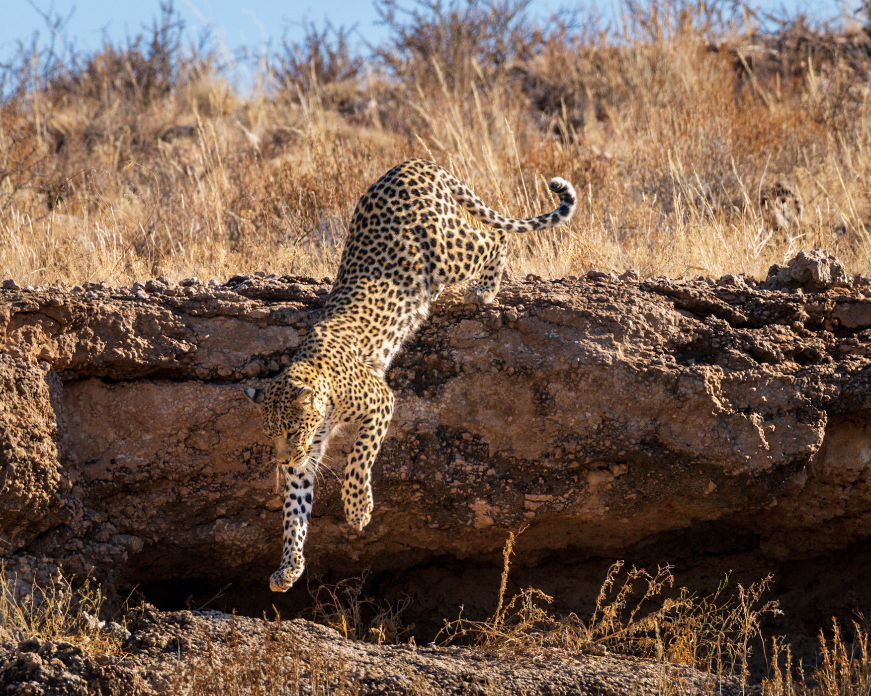 Leopard