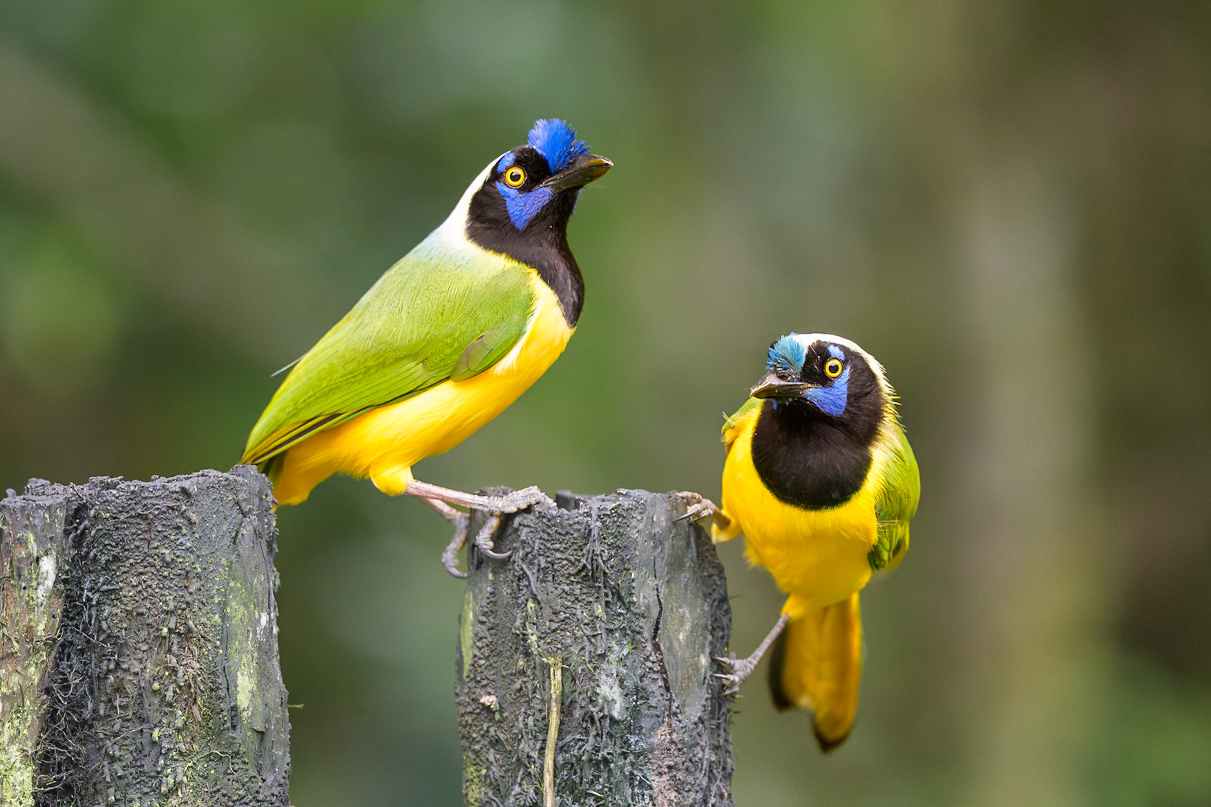 Inca Jay