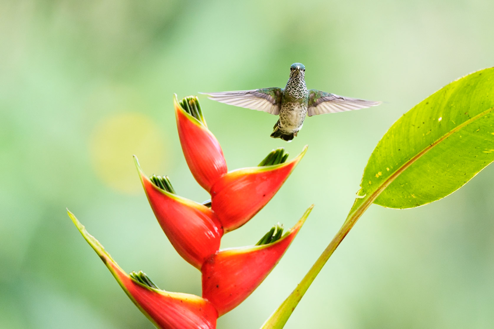 Many-spotted Hummingbird