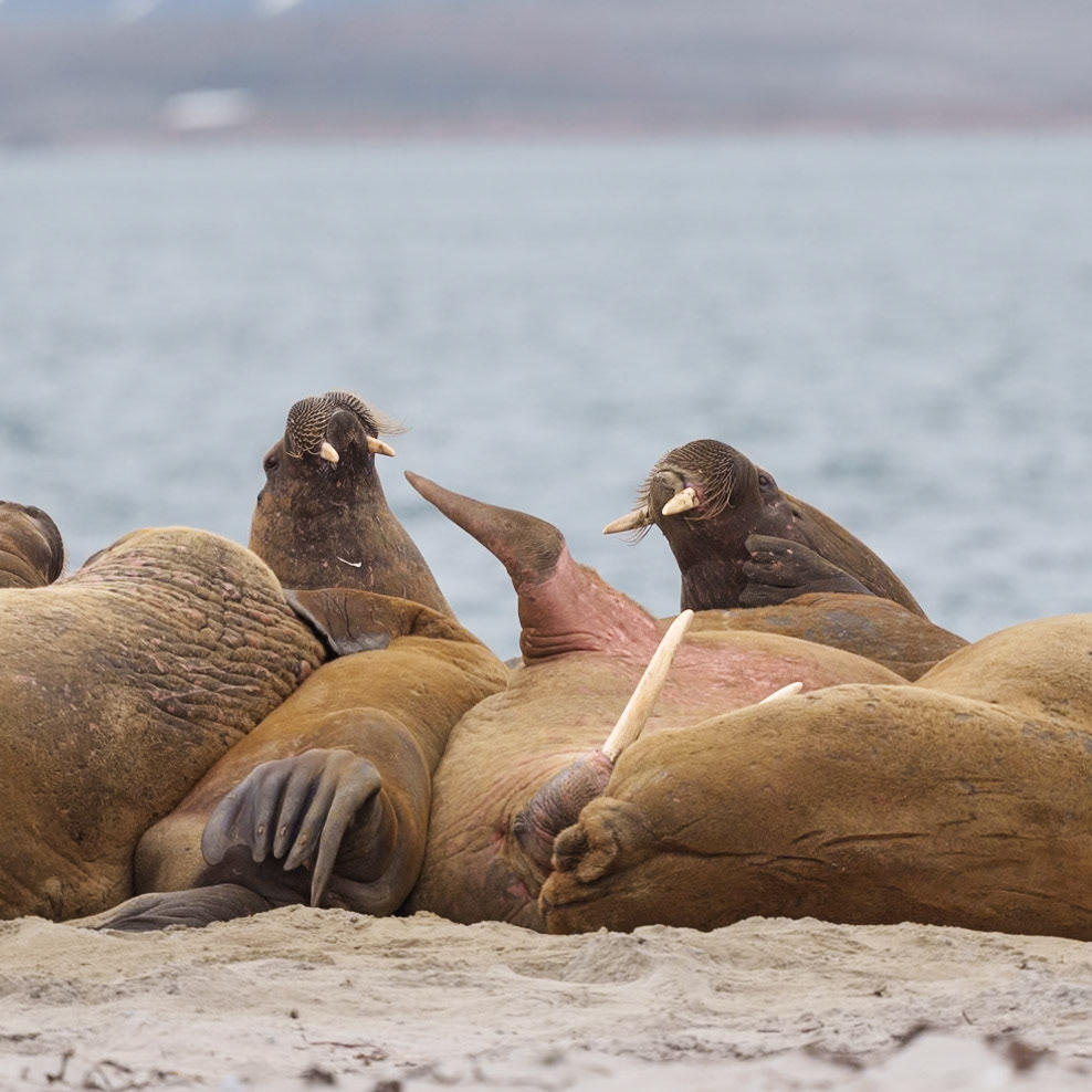 Walrus