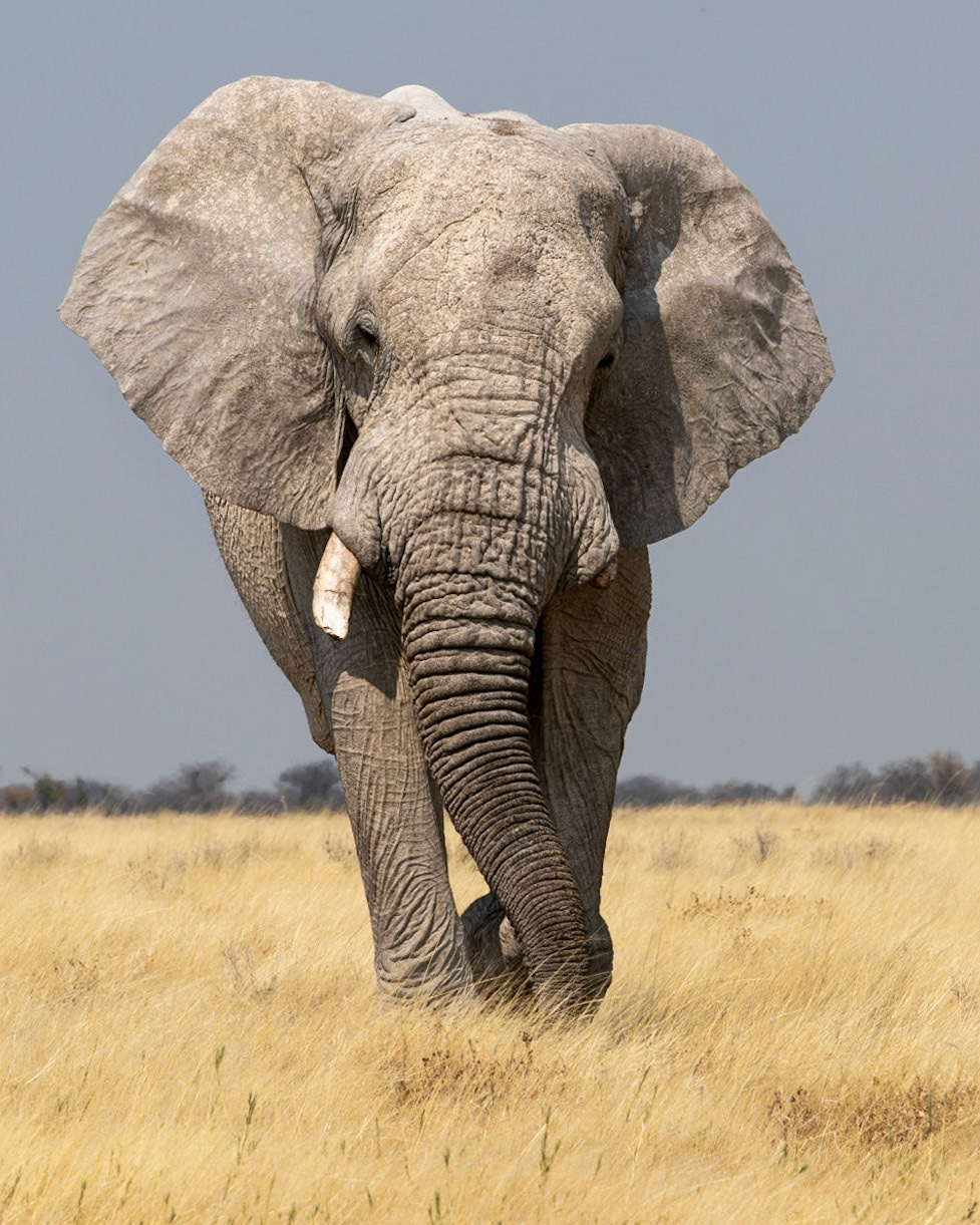 Elelphant