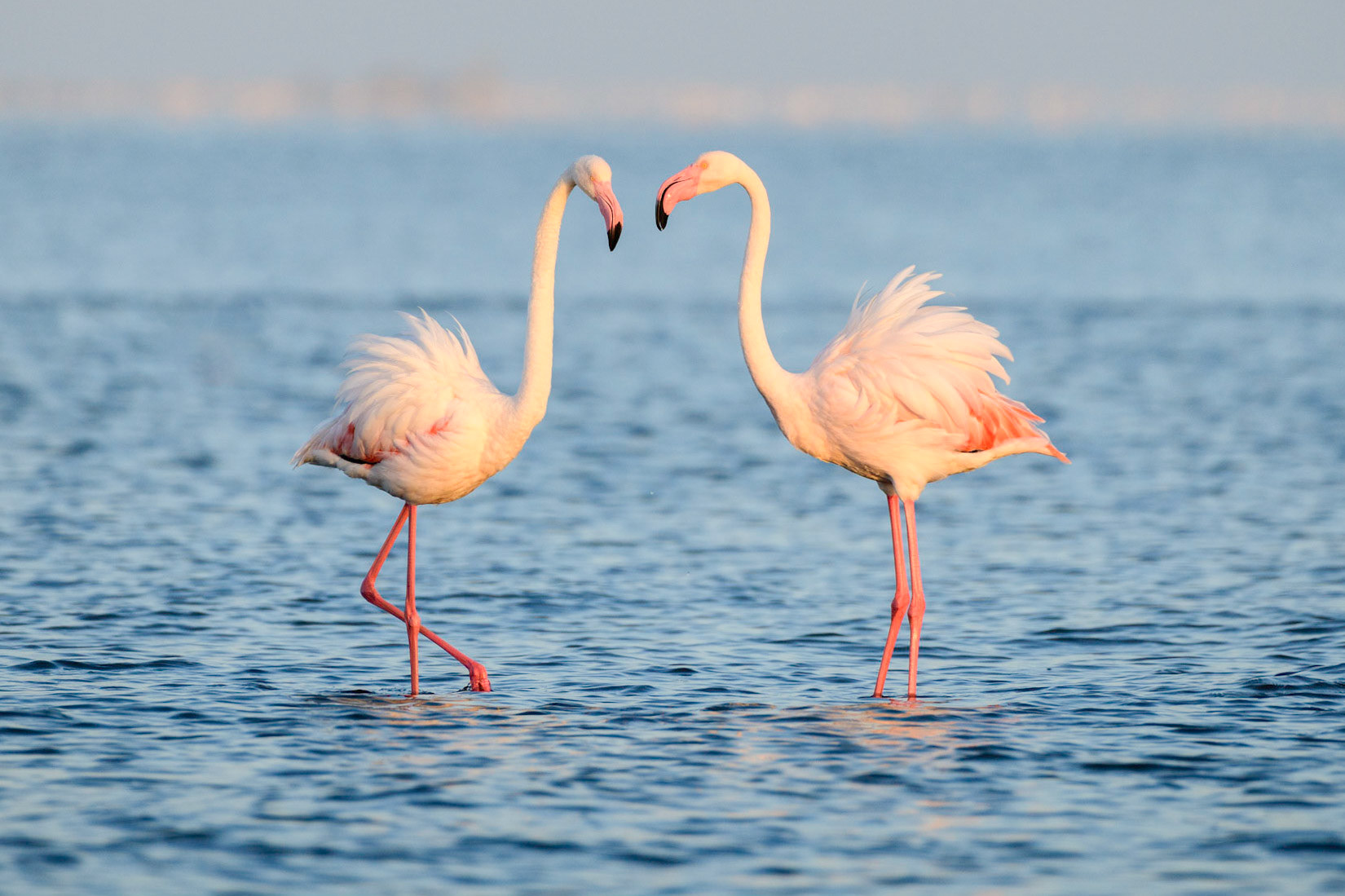 Flamingos in Love