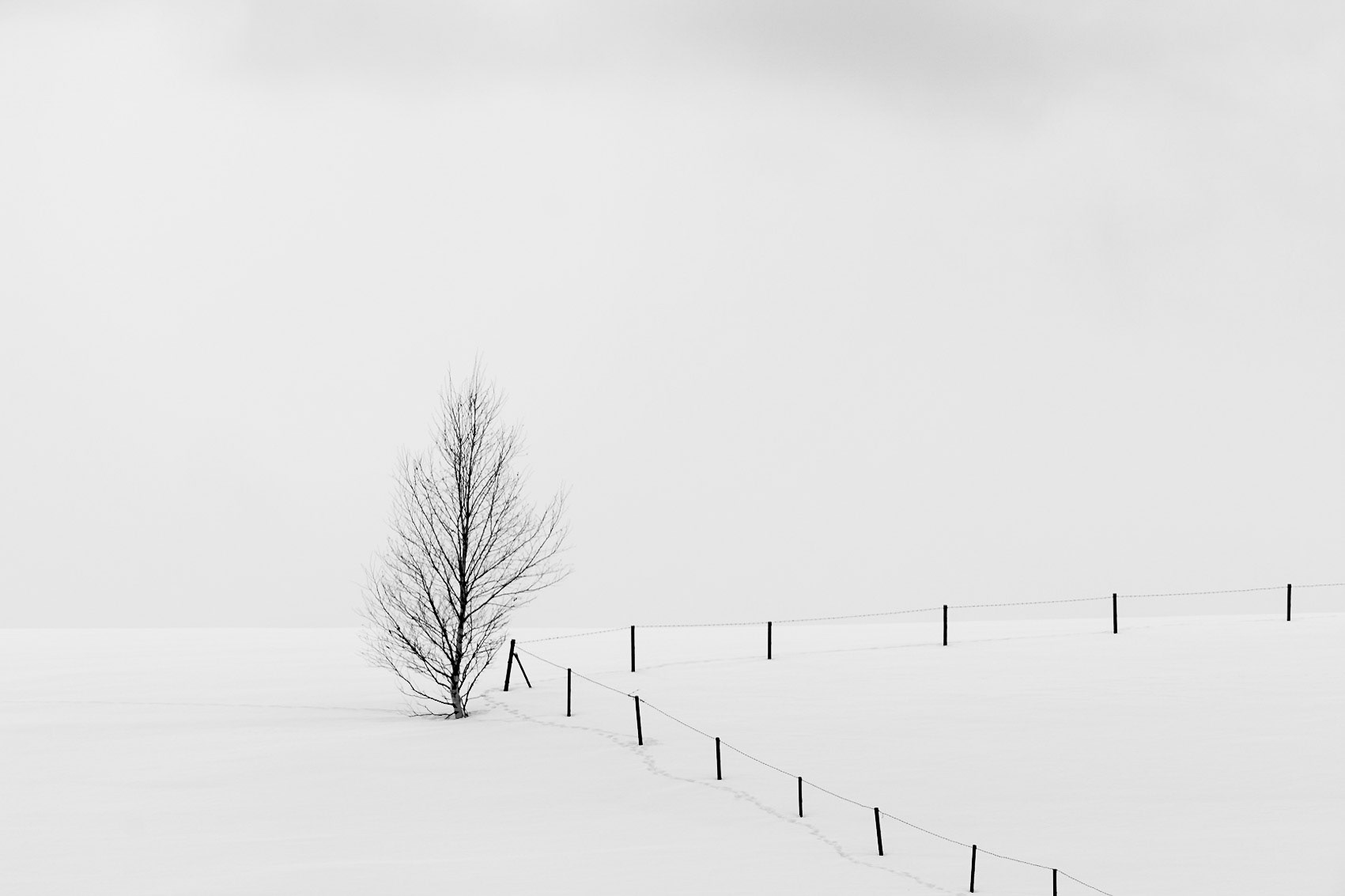 Fence and a Tree