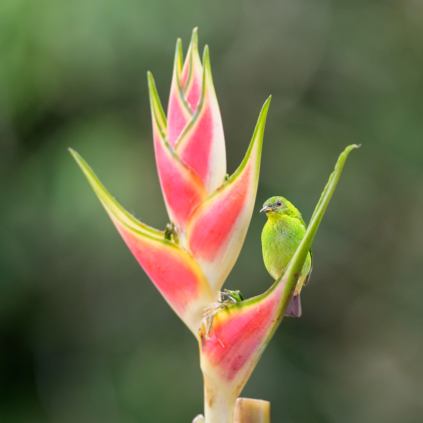 Green Honeycreeper (male)