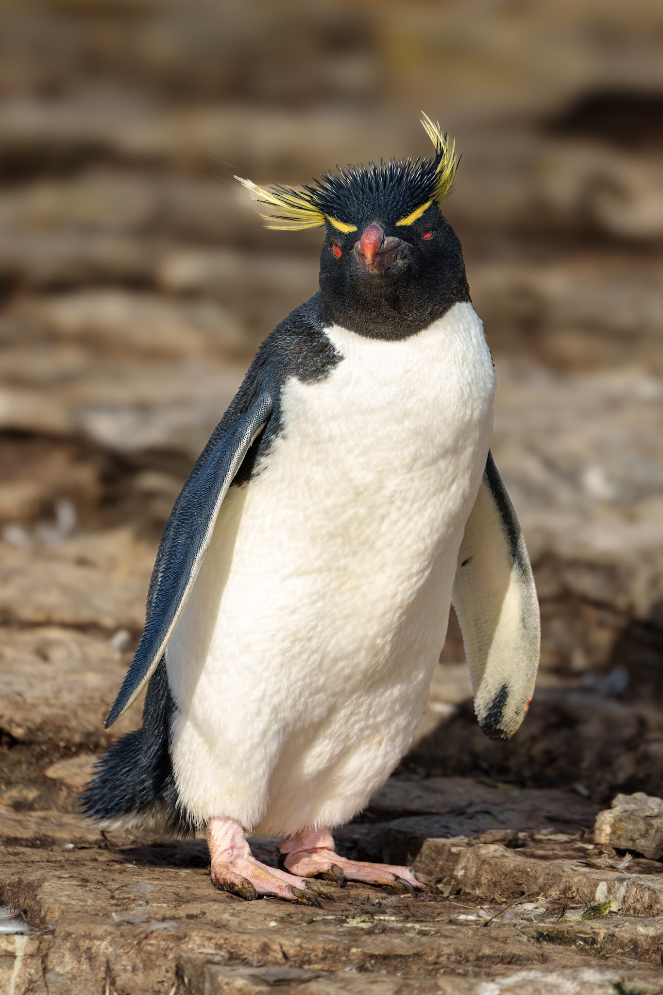 Rockhopper penguin