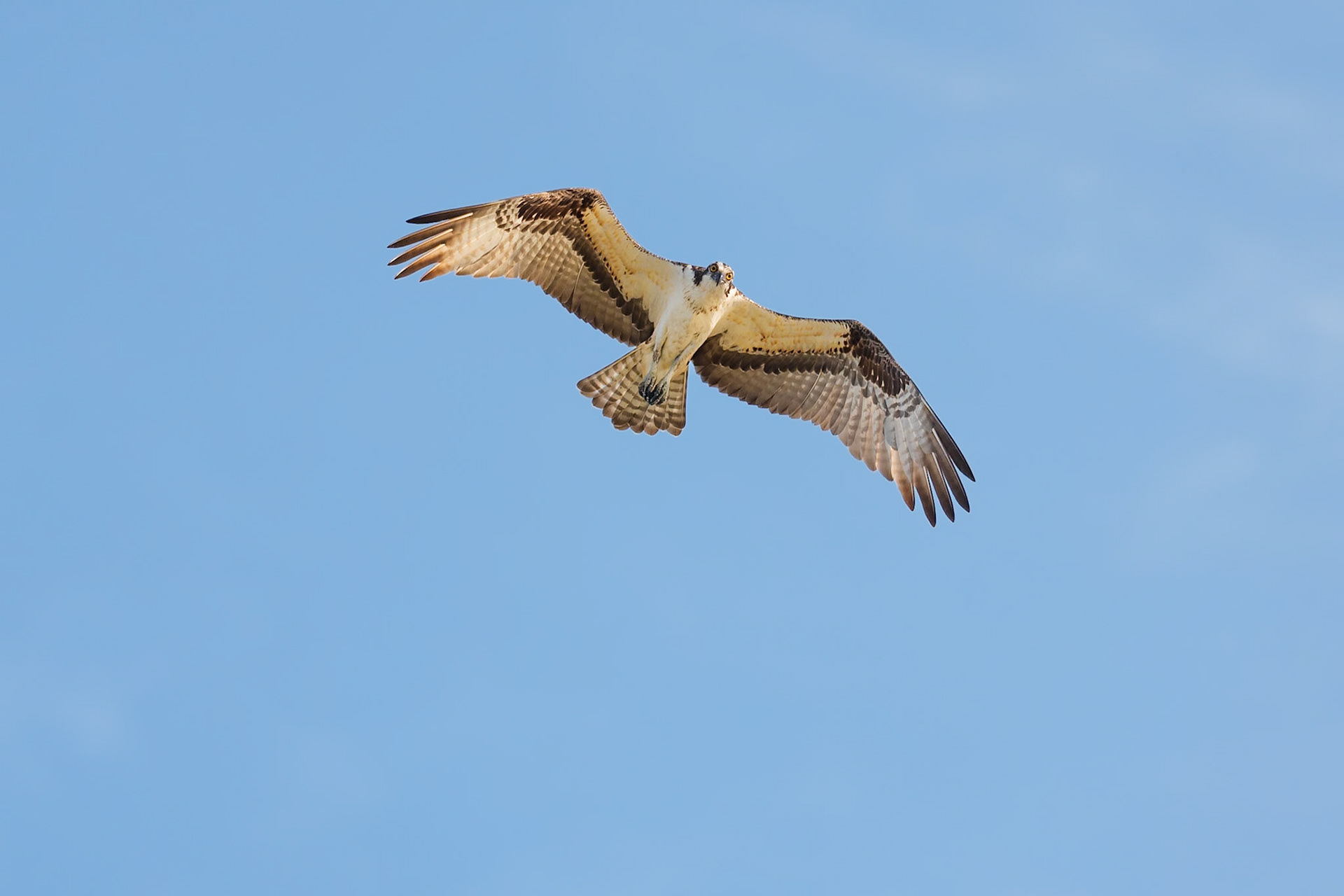 Osprey
