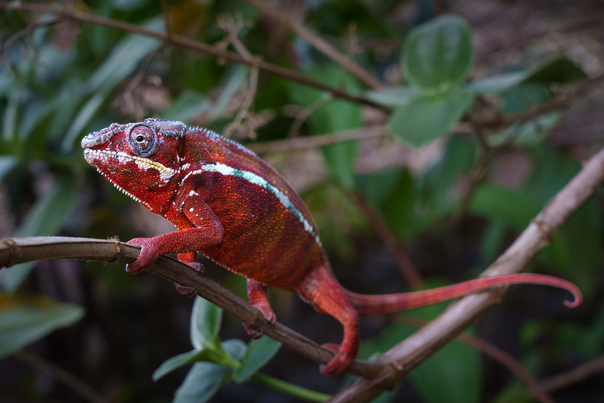 Red Male Panther Chameleon