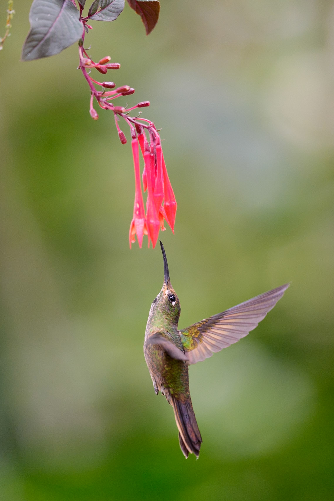 Pink-throated Brilliant