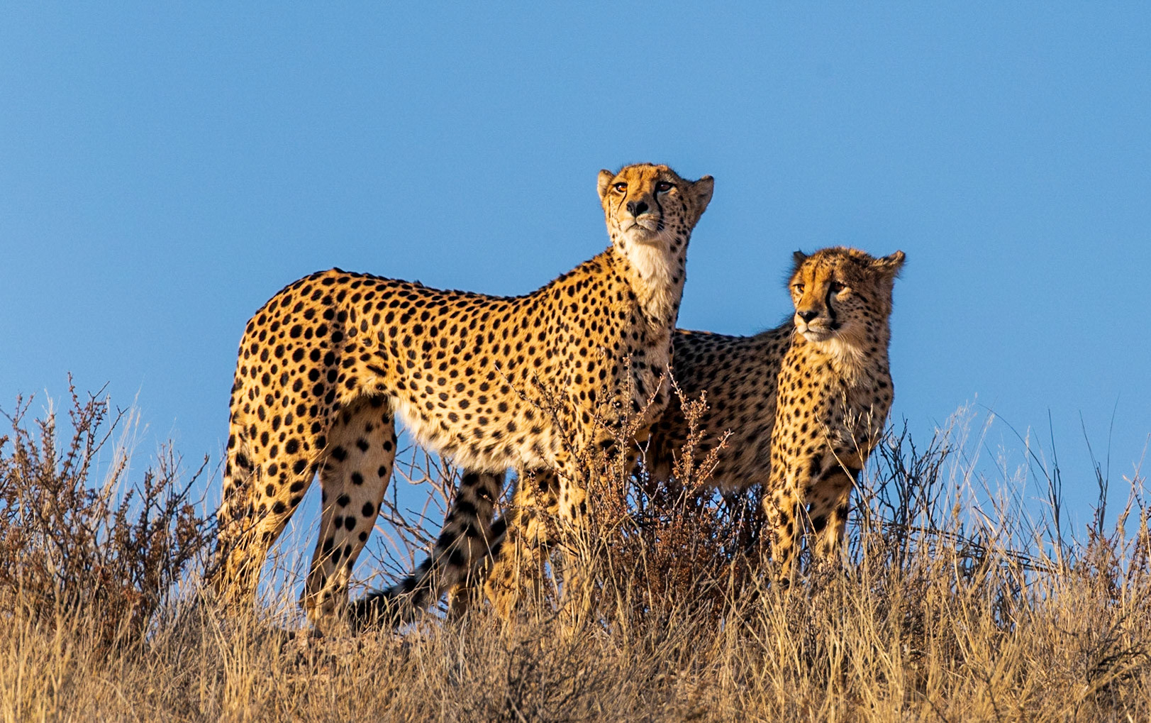 Cheetah