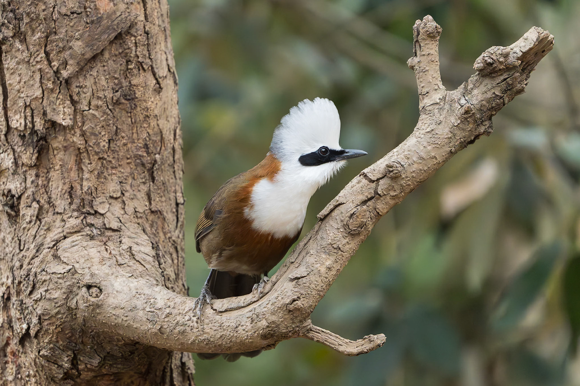 white crested laughing thrush