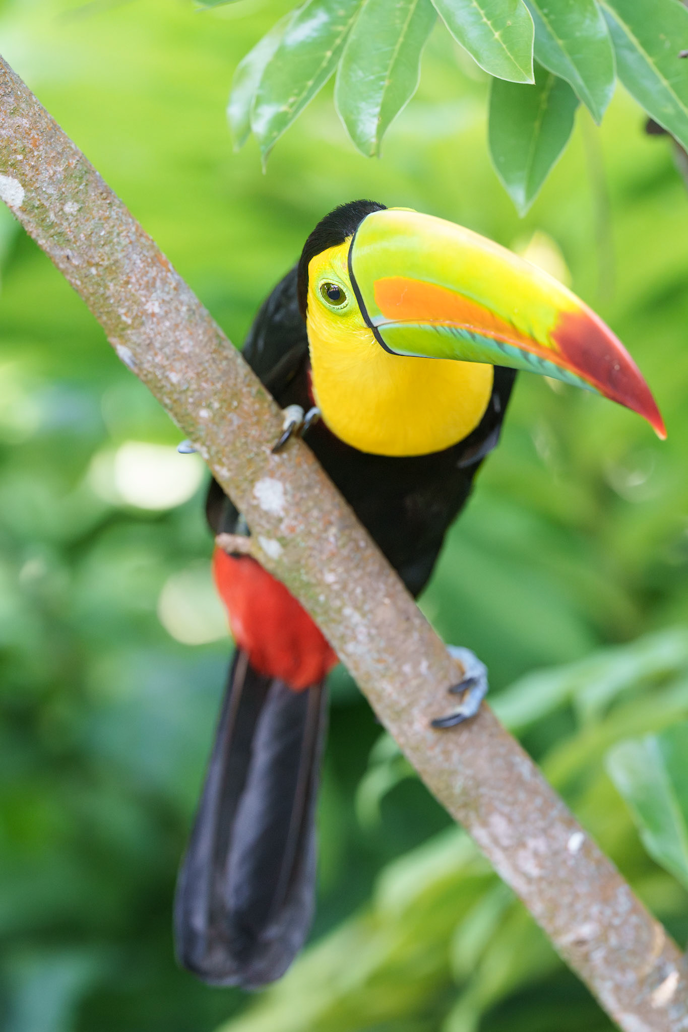 Keel-Billed Toucan