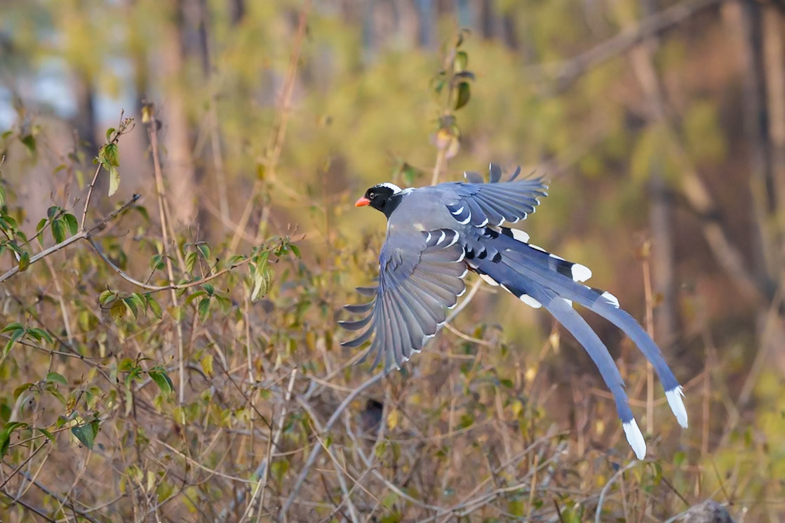 Red Billed Blue Magpie