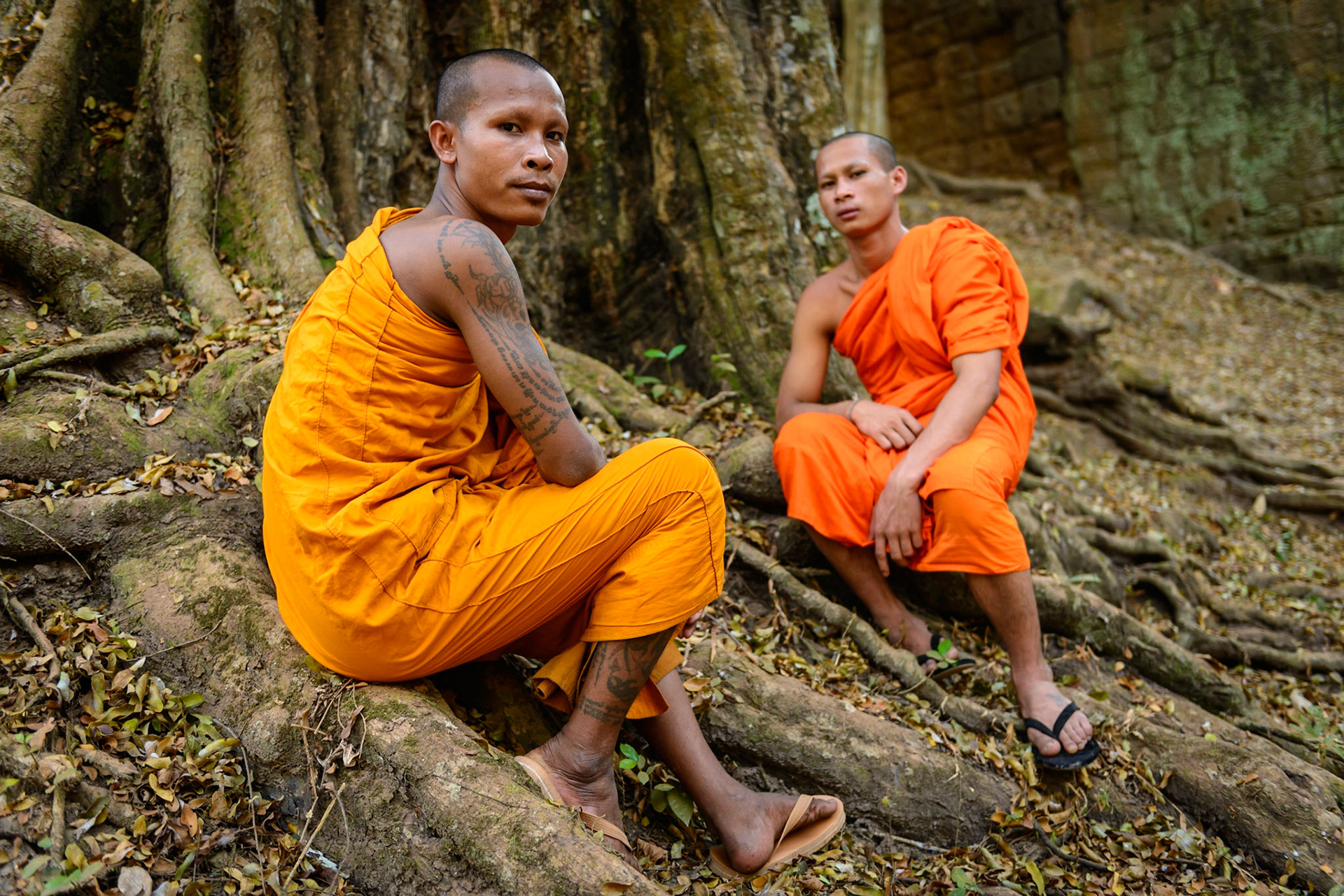 Under the Ancient Trees
