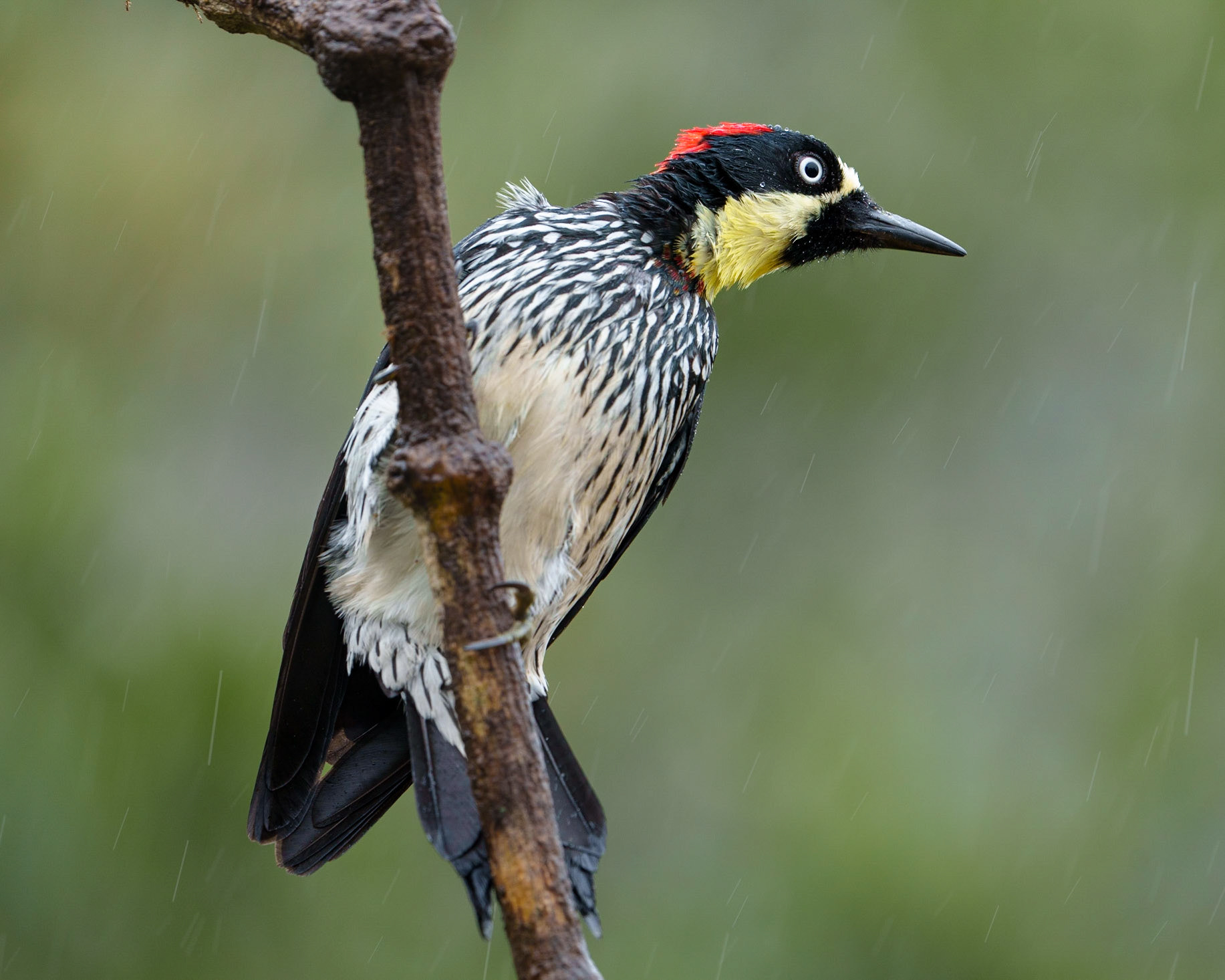 Red-crowned woodpecker