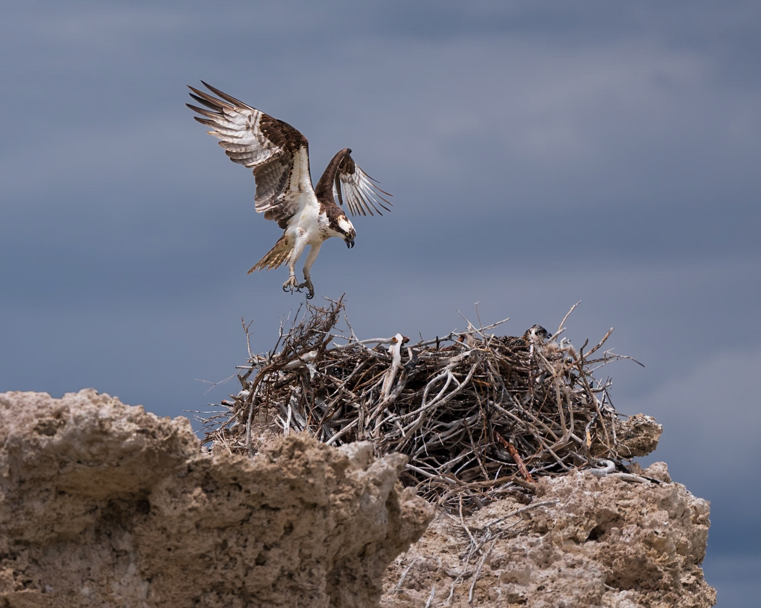 Return to the Nest