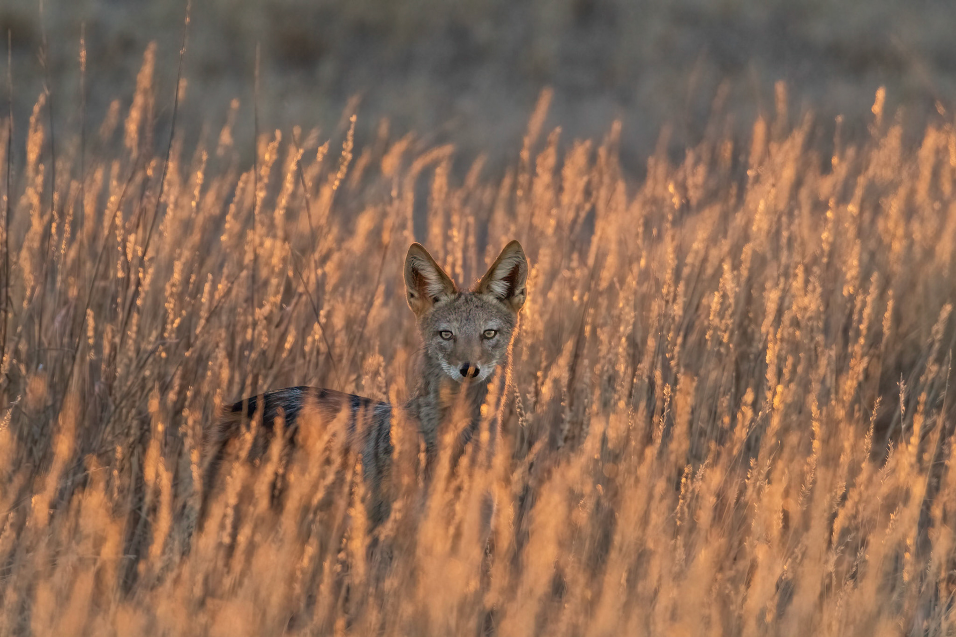Black-backed Jackal