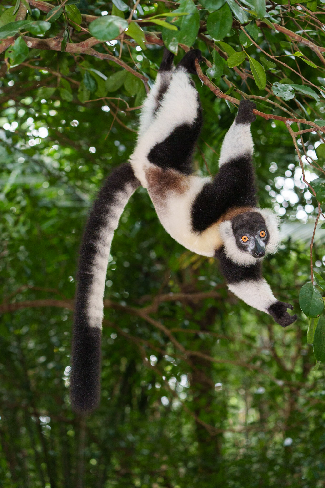 Black and White Ruffed Lemur