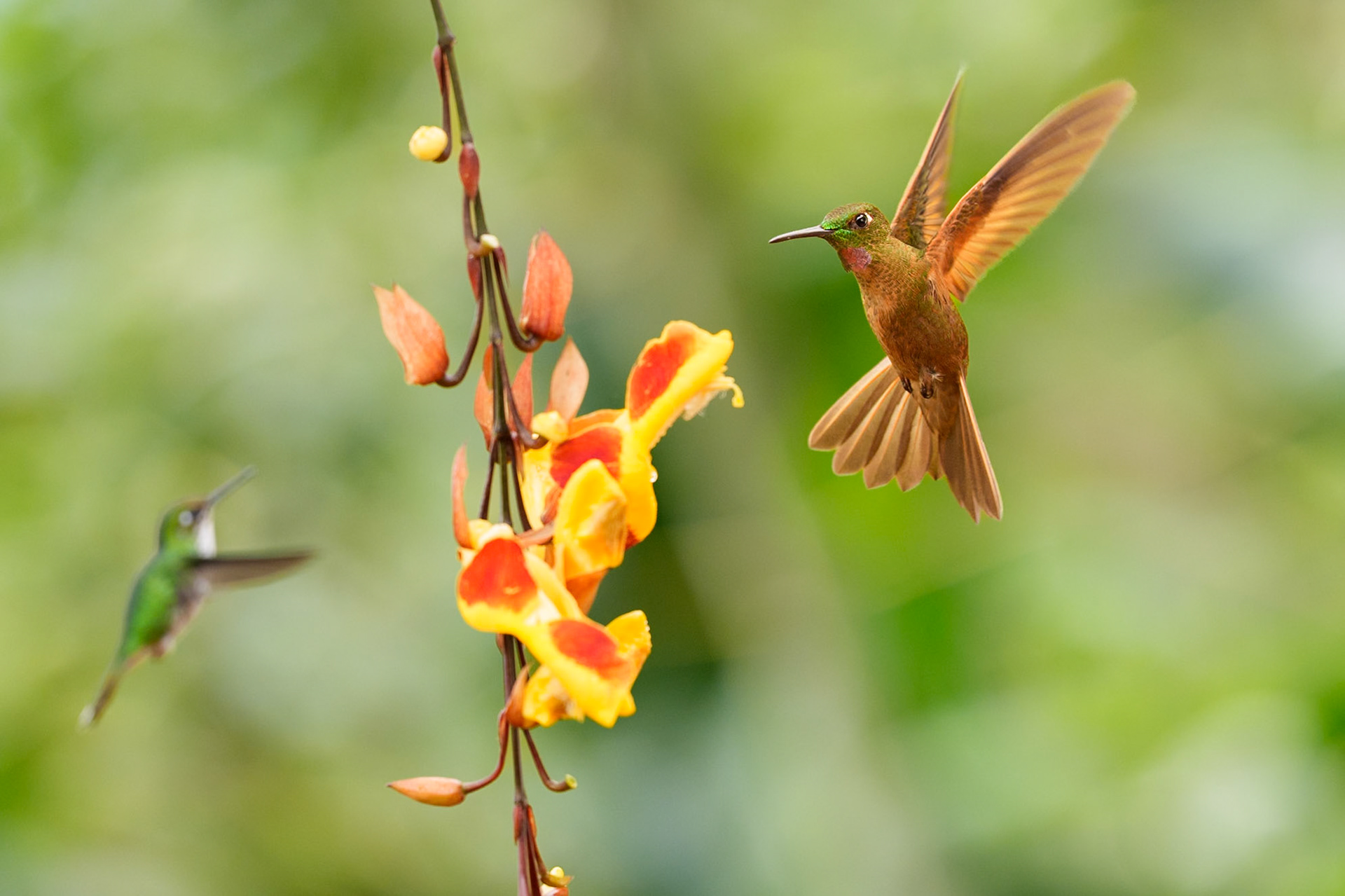 Pink-throated Brilliant