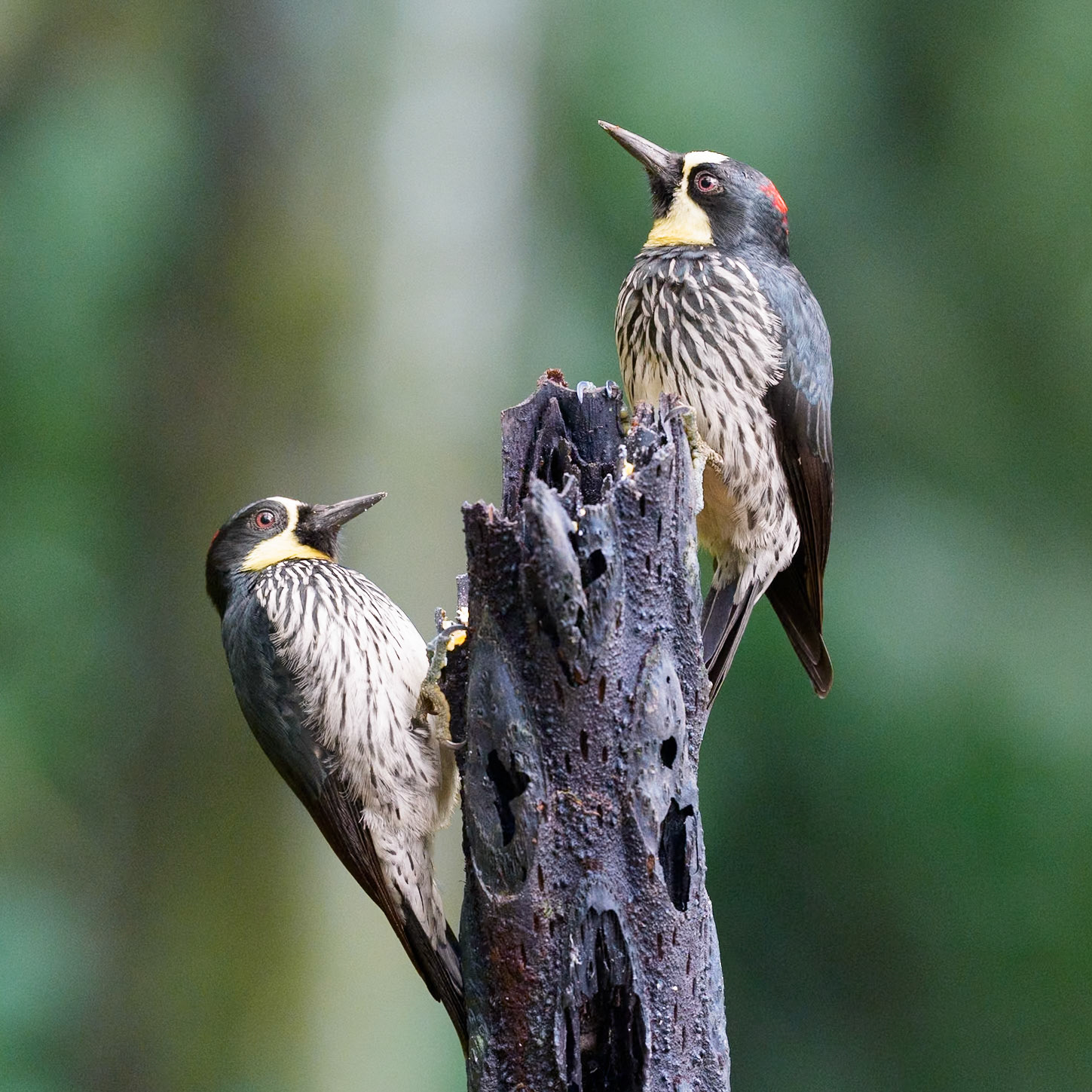 Acorn Woodpecker