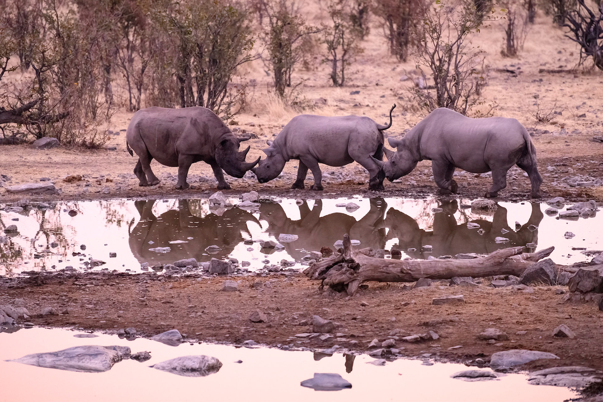 Black Rhinocerous