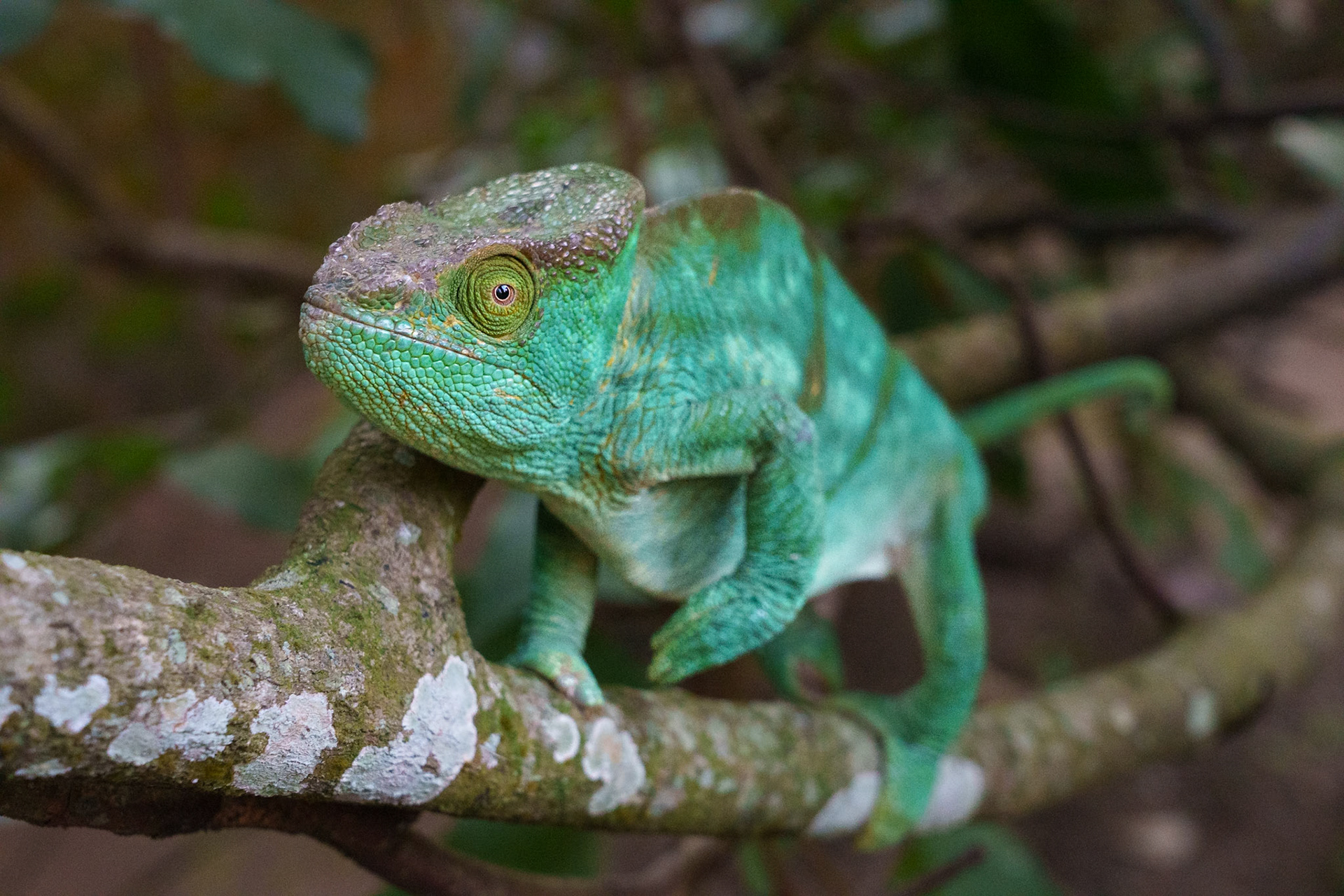 Furcifer Chameleon