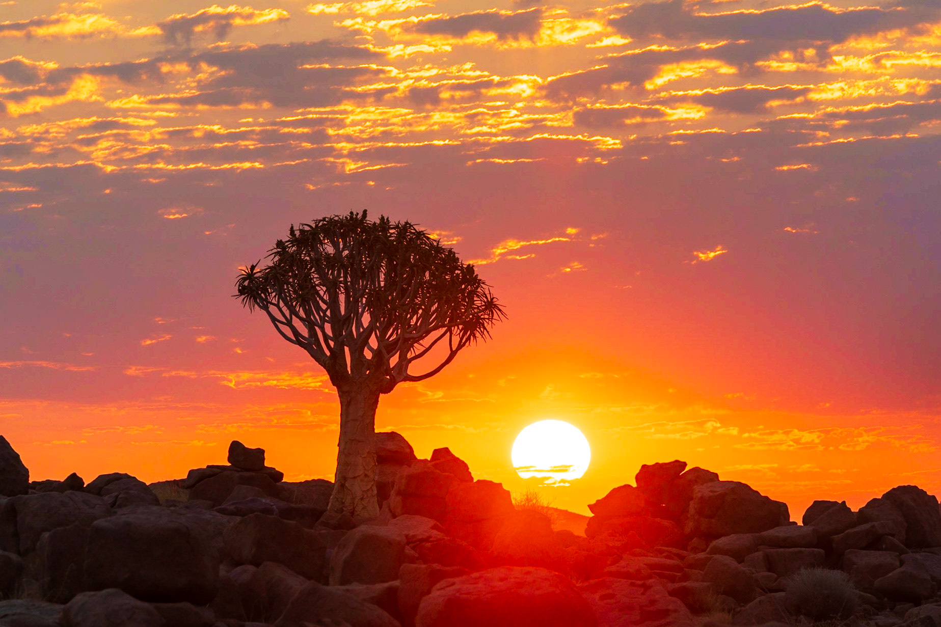 Quiver Tree Sunset