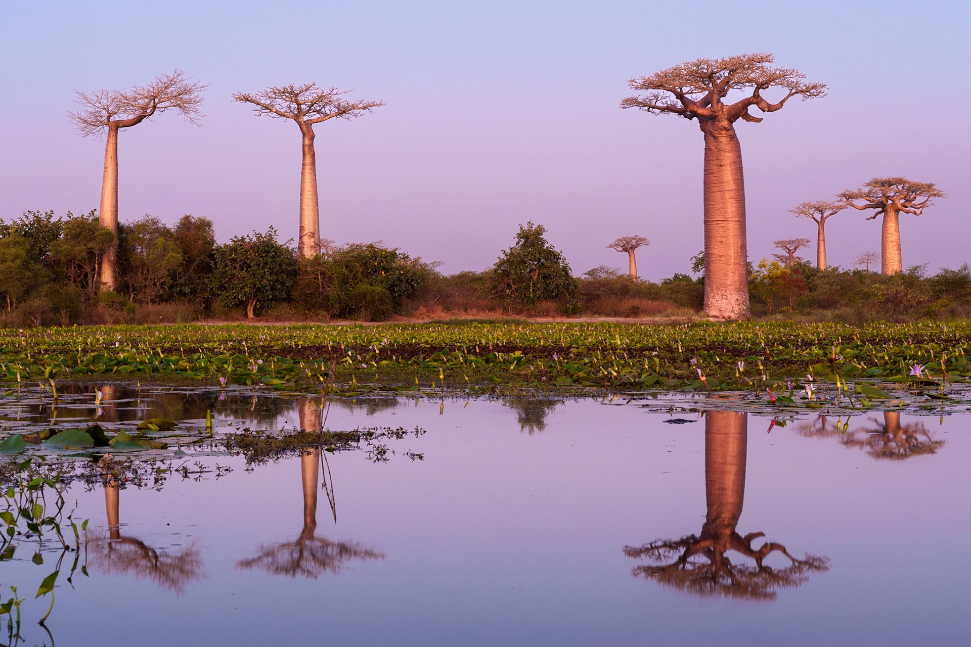 Baobab Tree