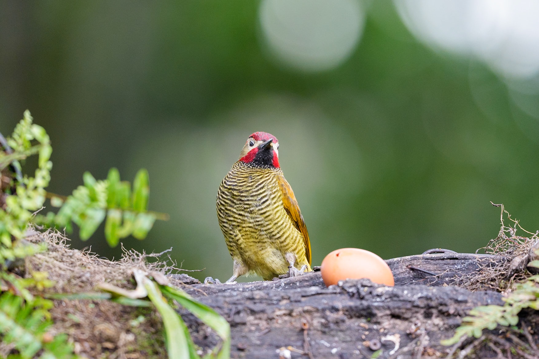 Golner-Olive Woodpecker