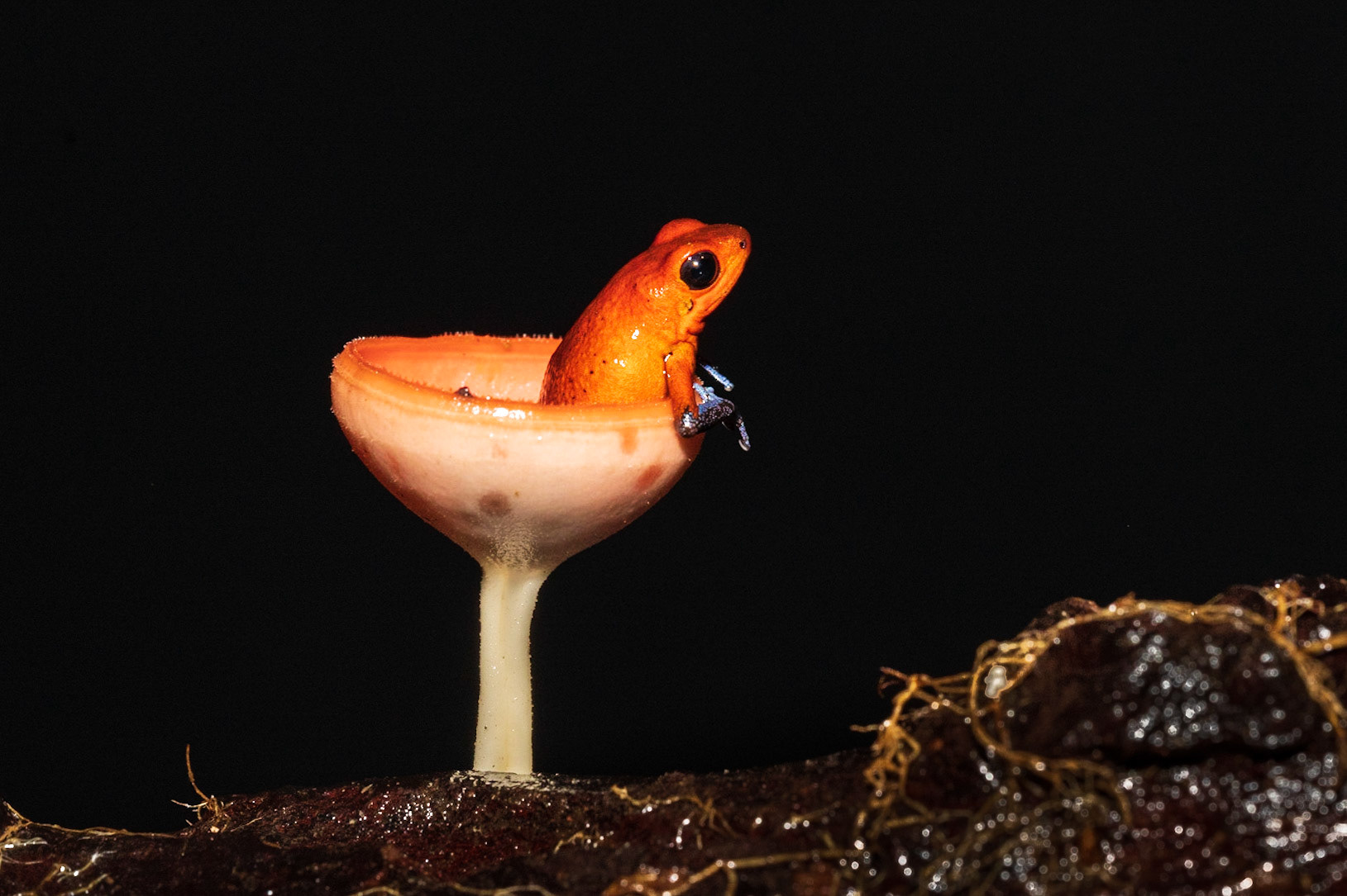 Poison Dart Frog