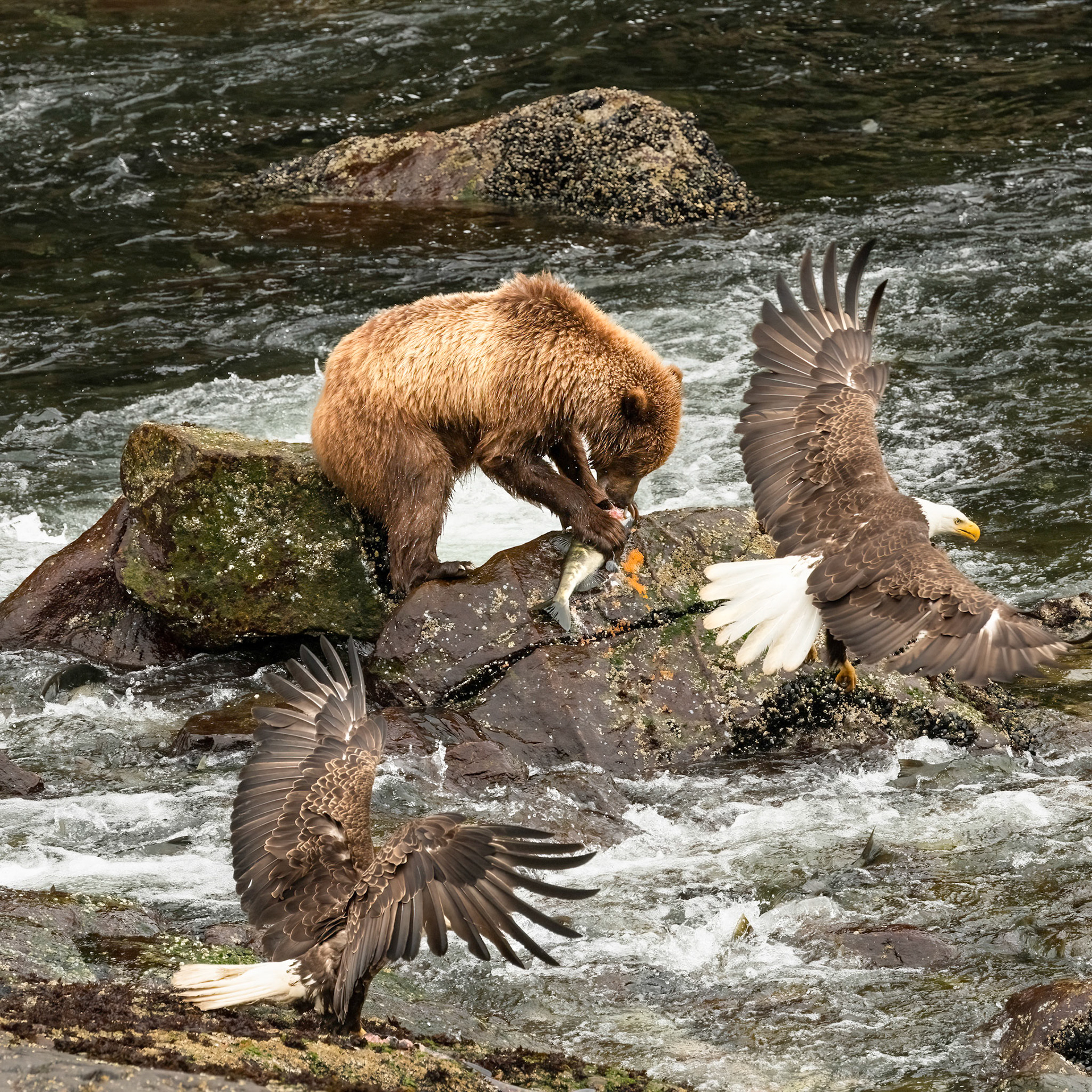 Claiming the Catch