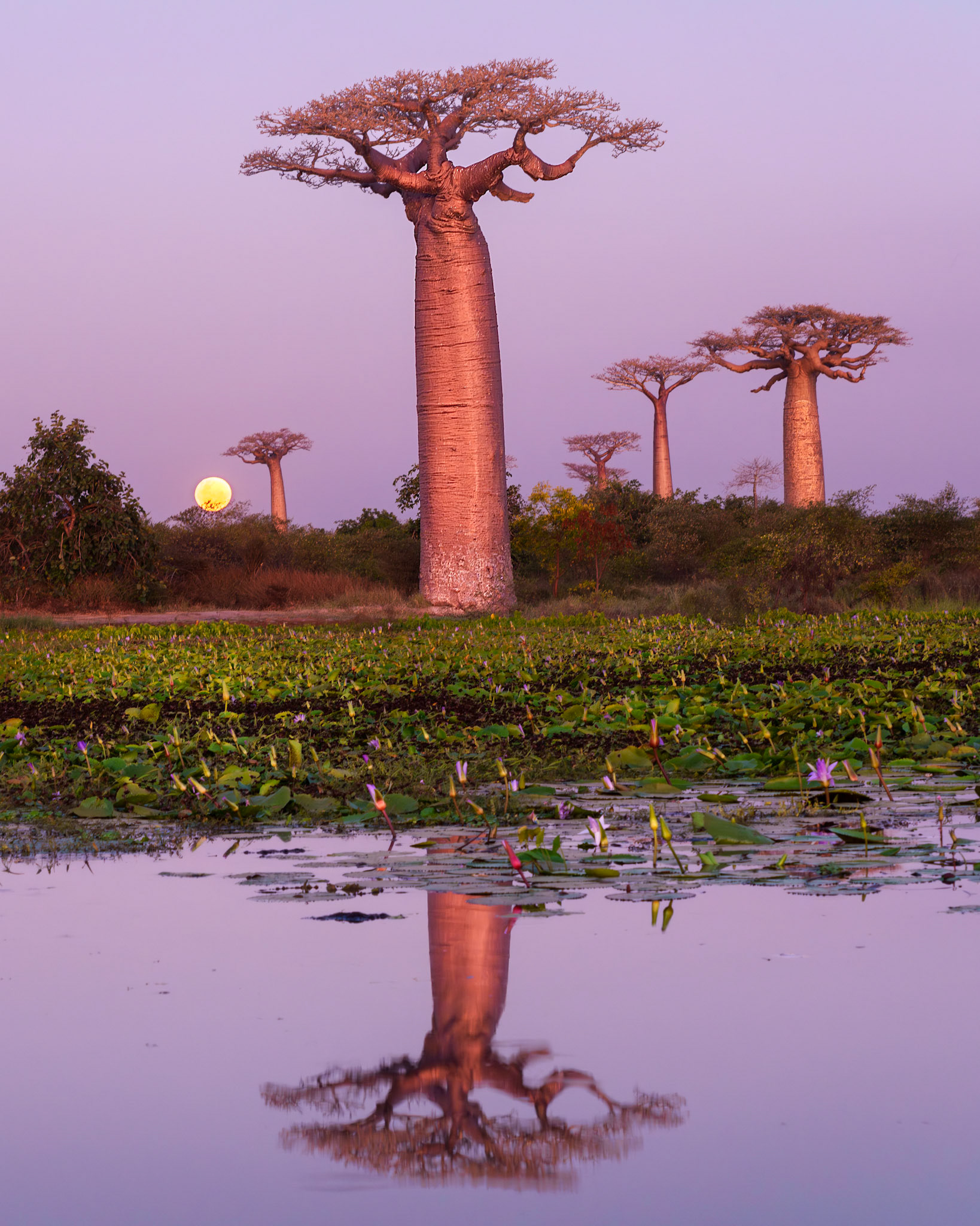 Moonrise Over Baobabs
