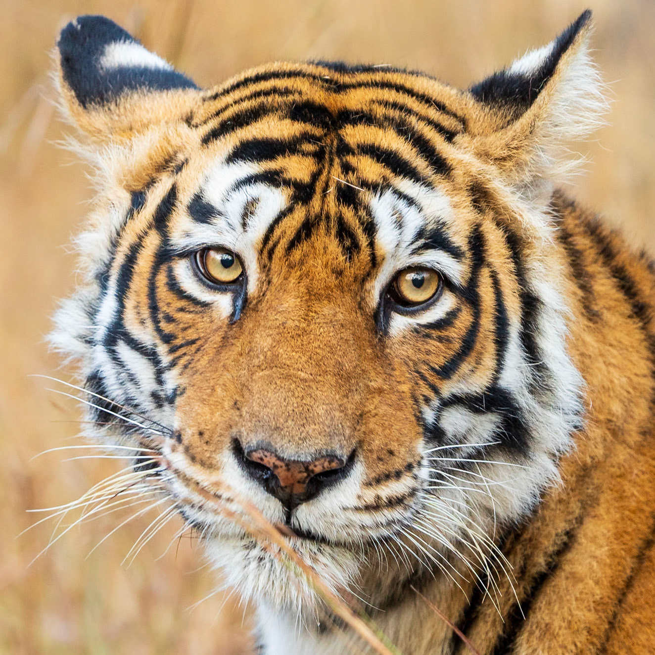 Stare of the Tiger