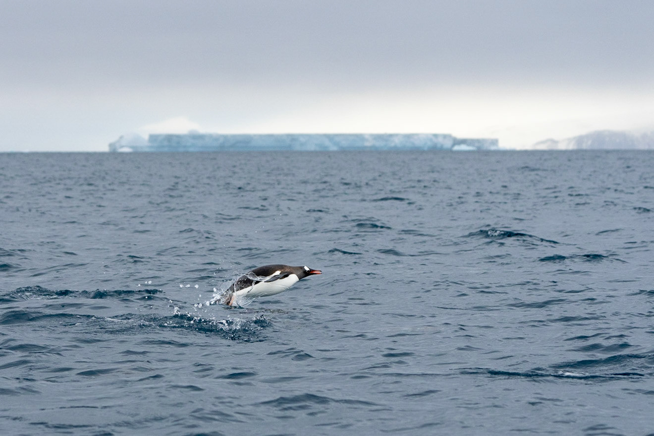 Penguin Porpoising