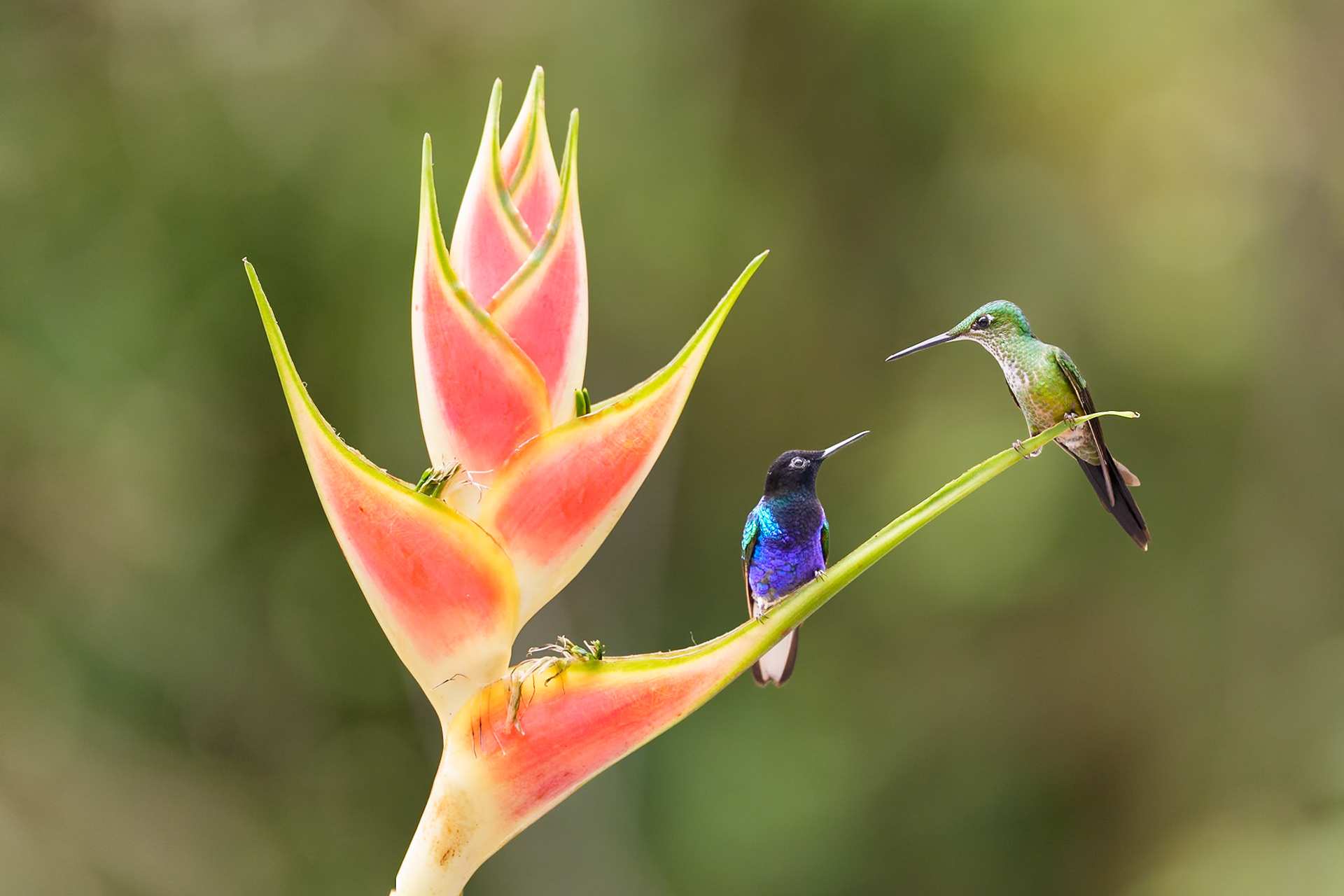 Hummingbirds at Heliconia