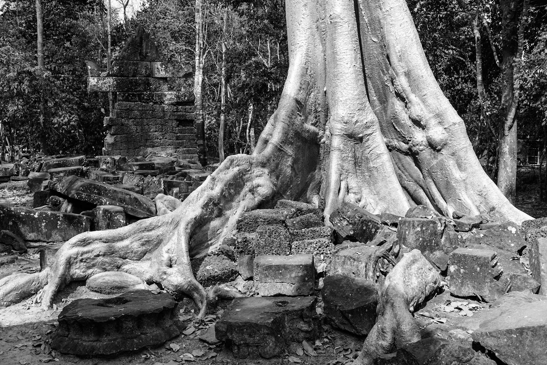 Silver Tree
