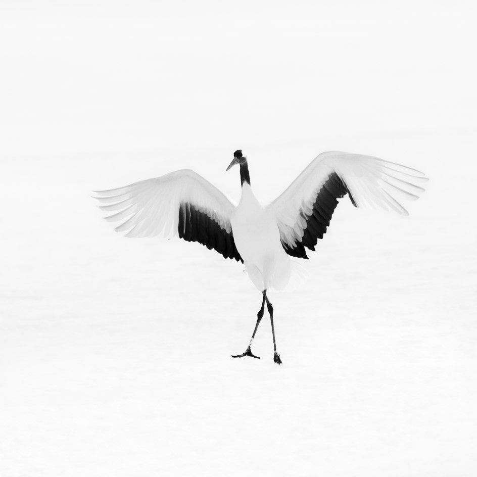 Red-Crowned Crane