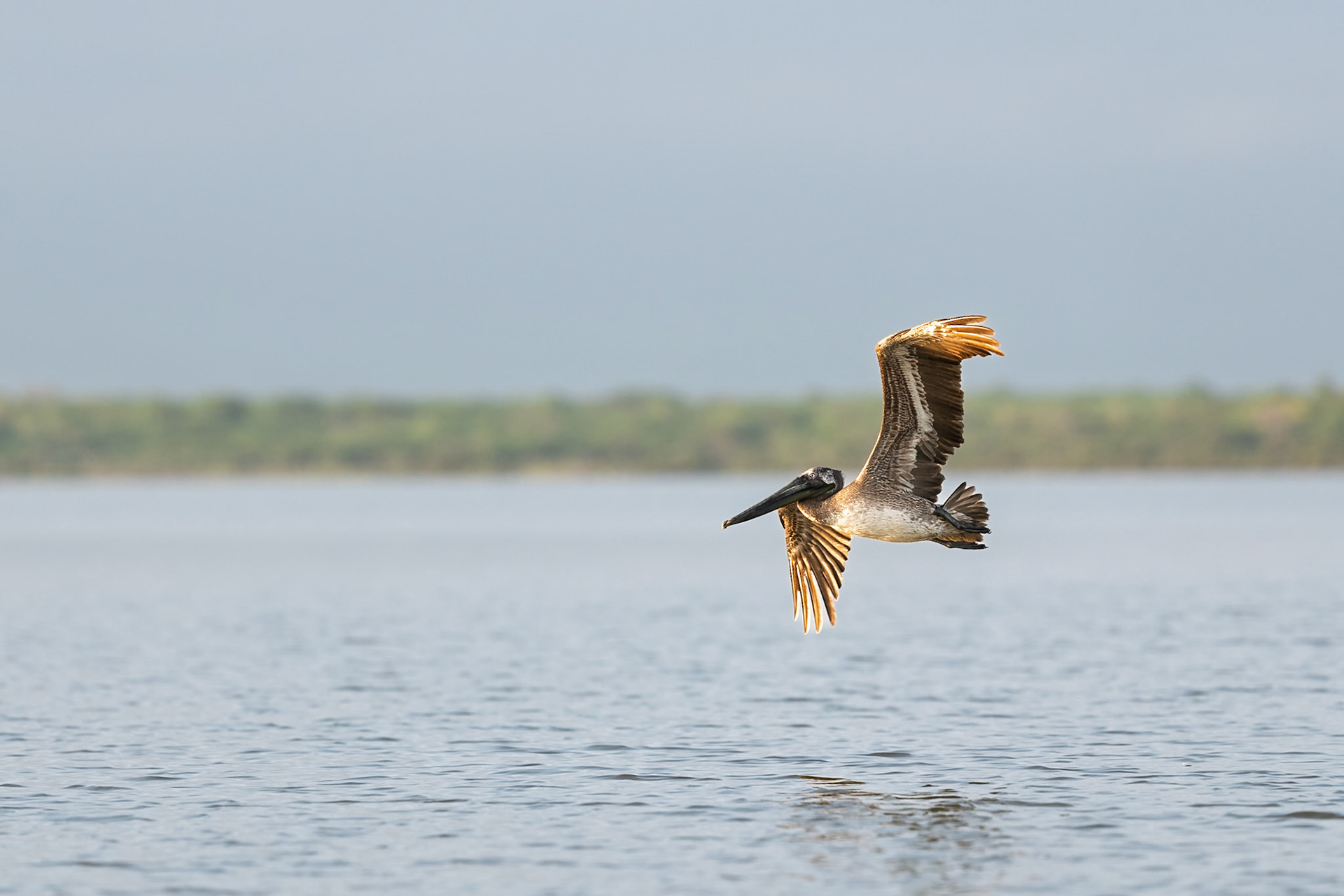 Brown Pelican