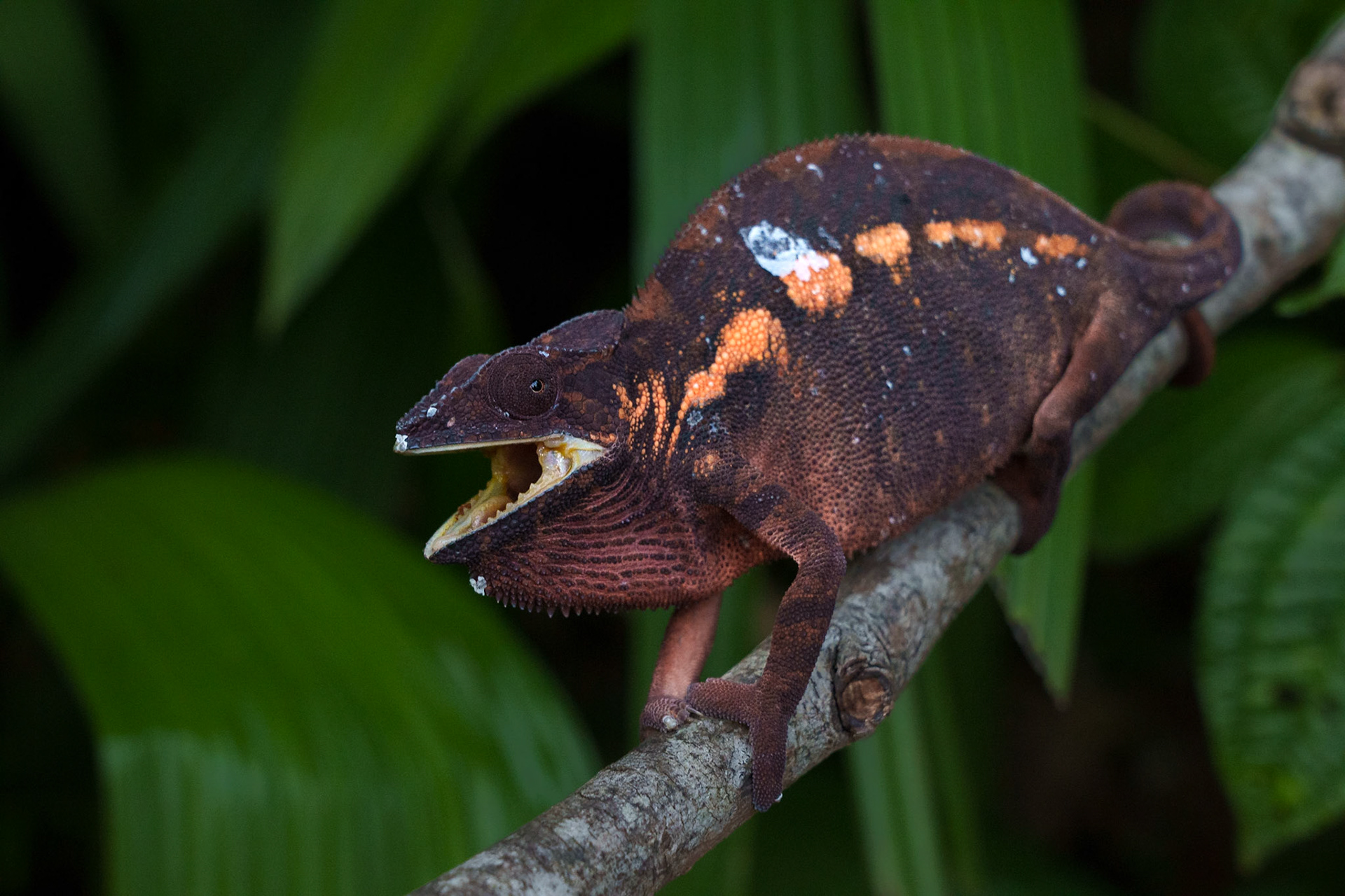 Female Panther Chameleon