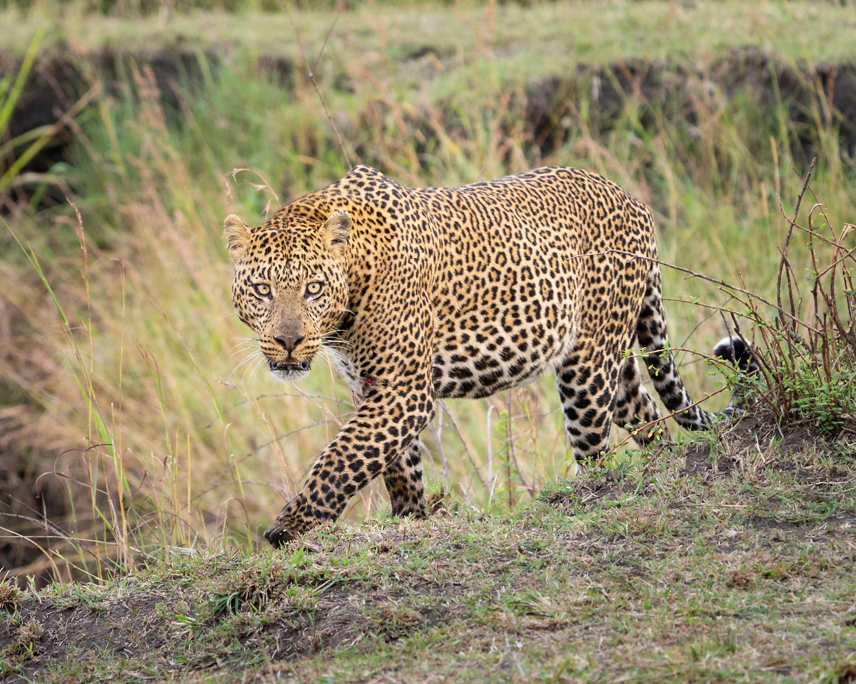 Stare of the Leopard