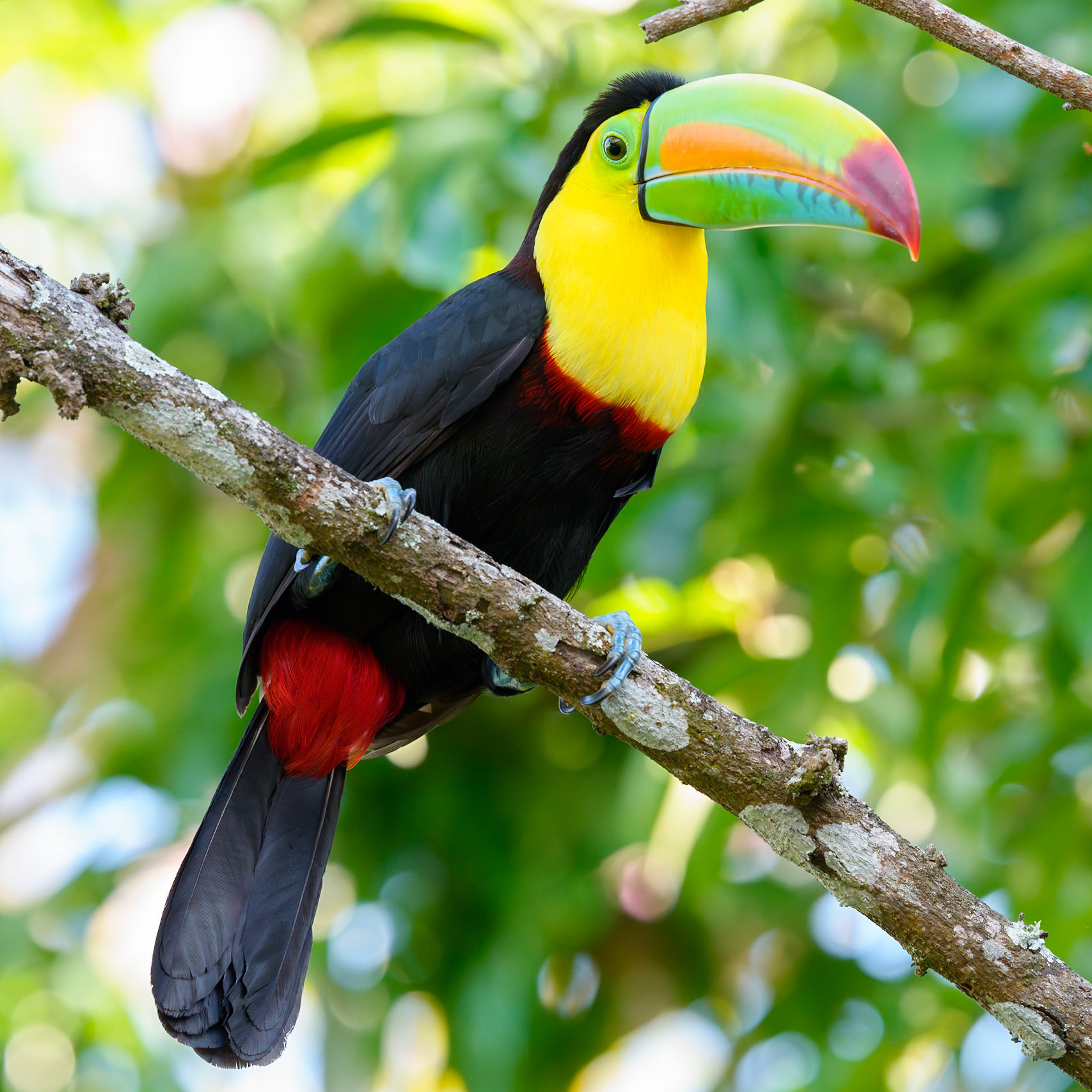 Keel-Billed Toucan