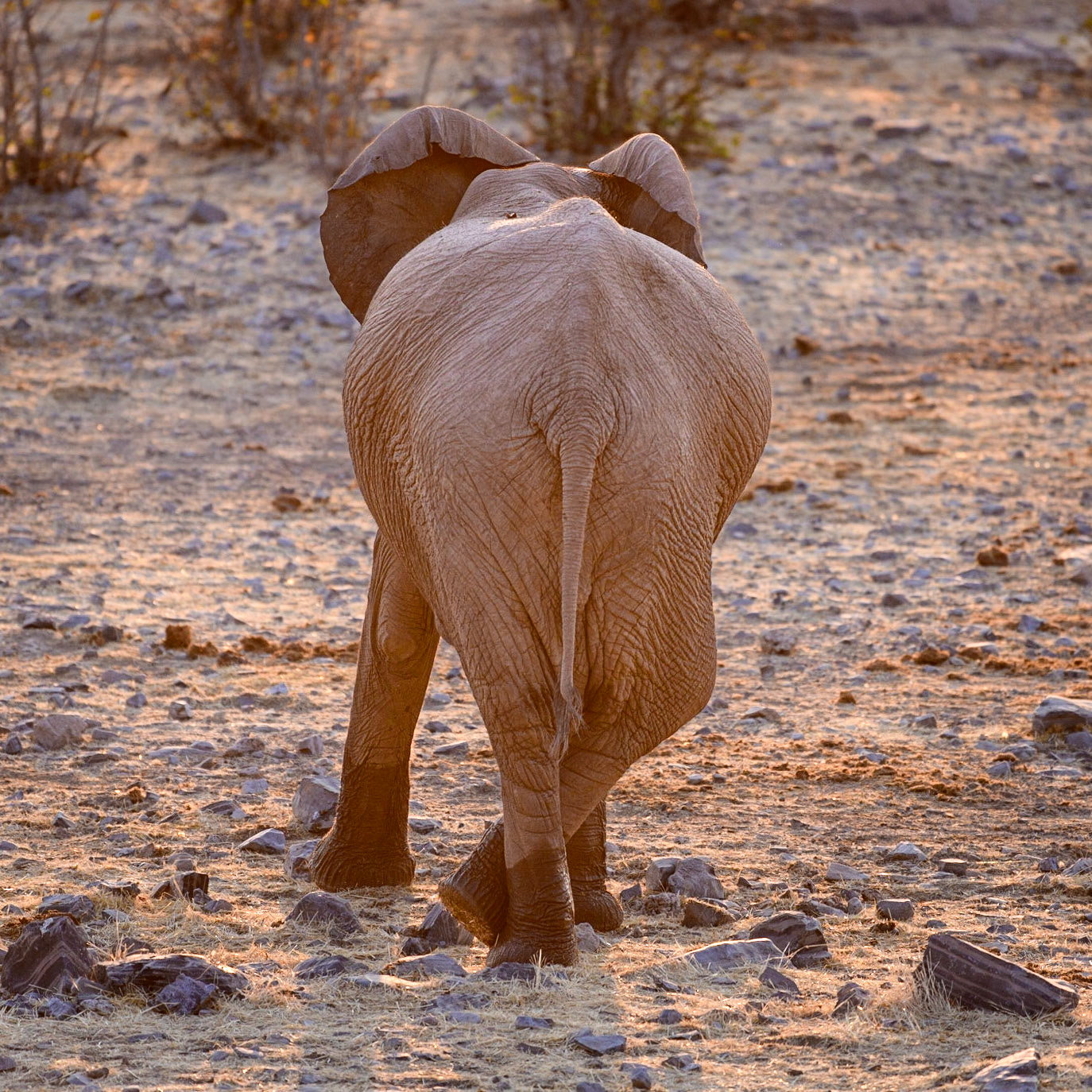 Elephant
