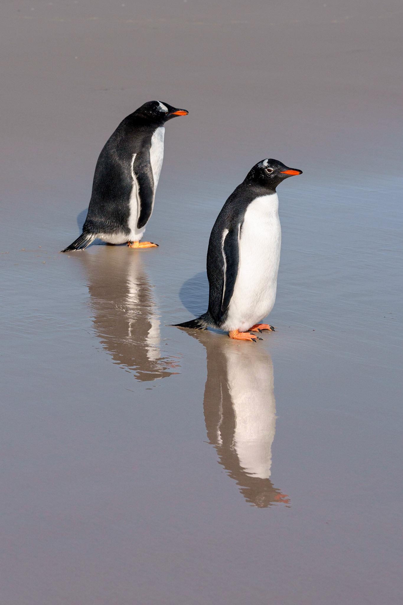 Reflections