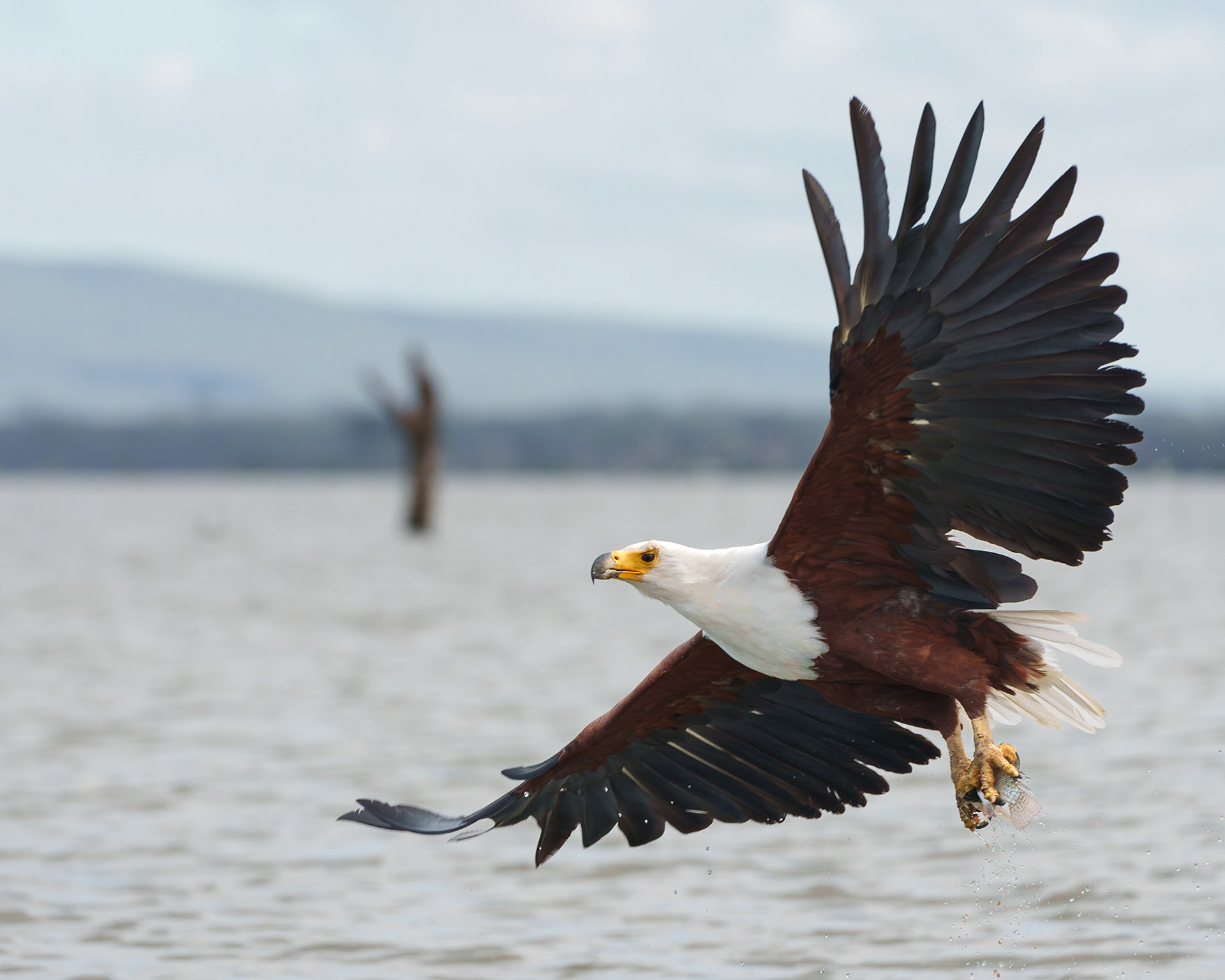 The Catch