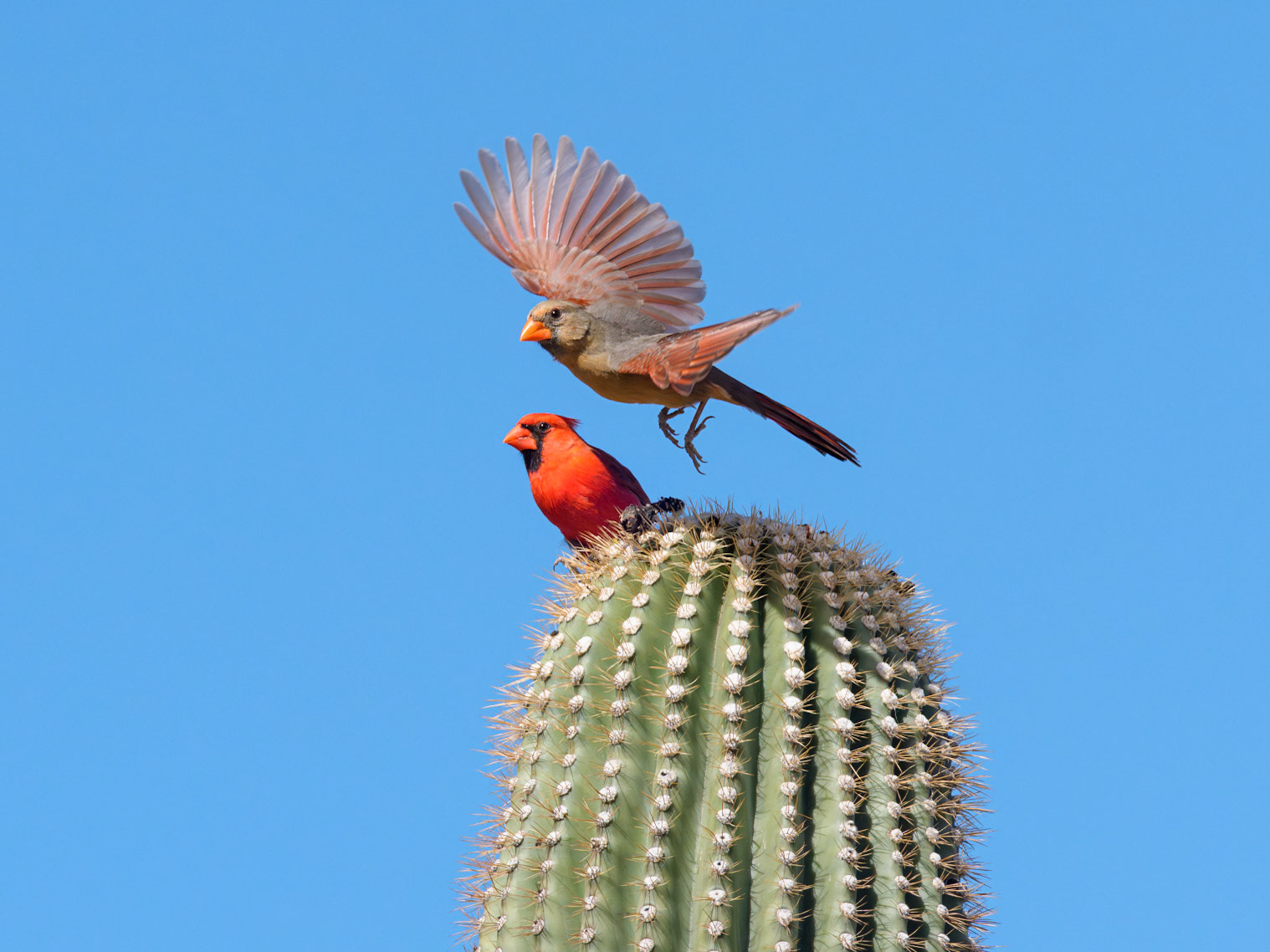 Desert Courtship