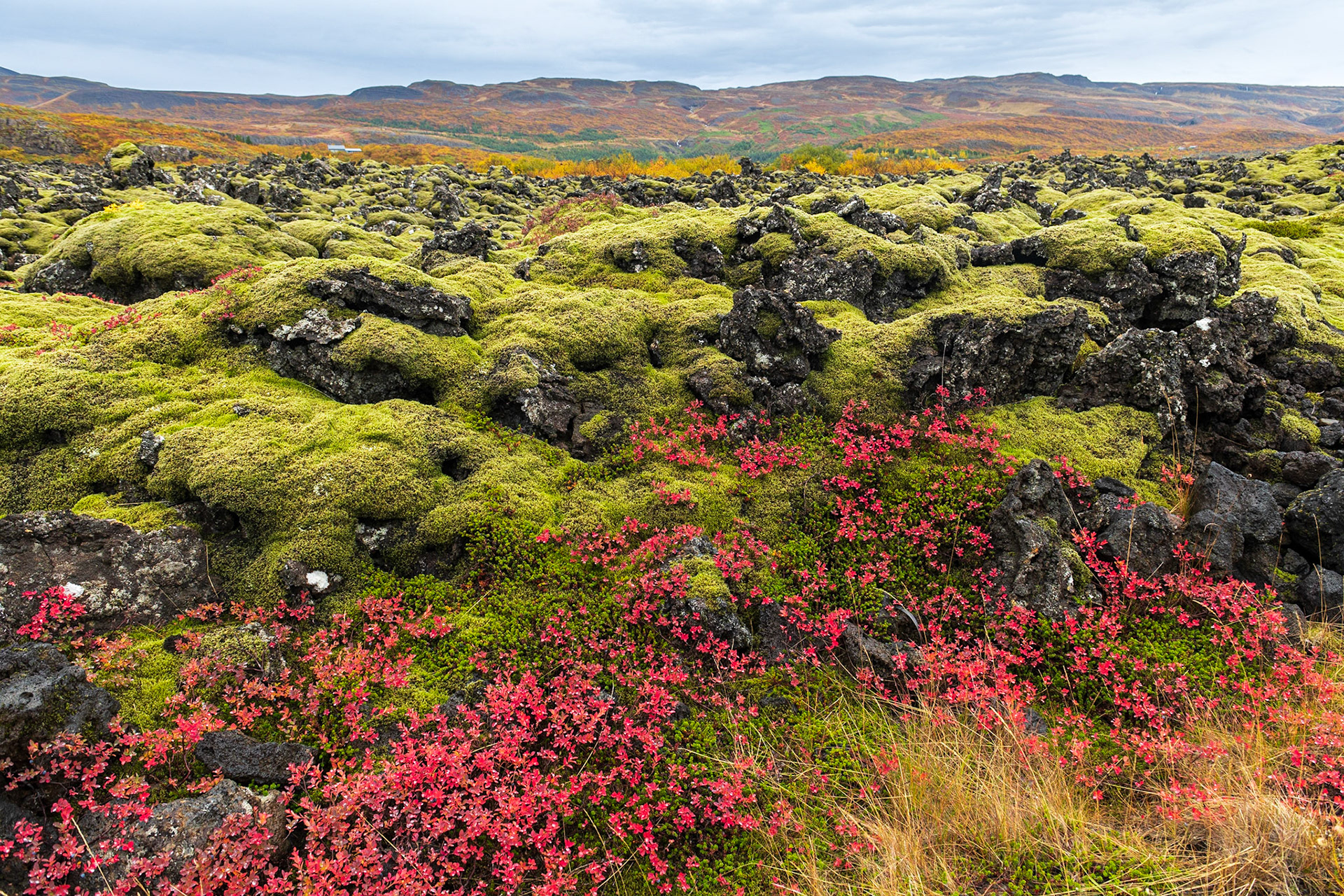 Lava Garden in Red