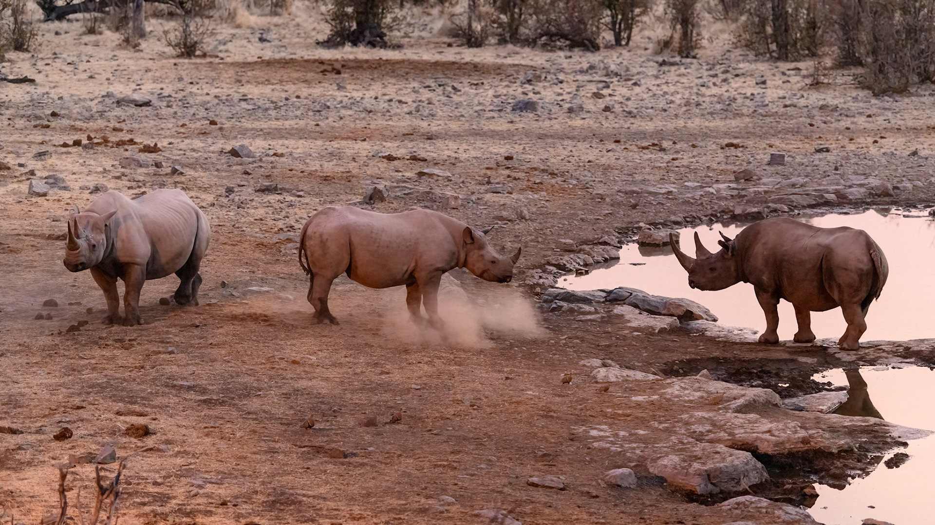 Black Rhino Family Spat