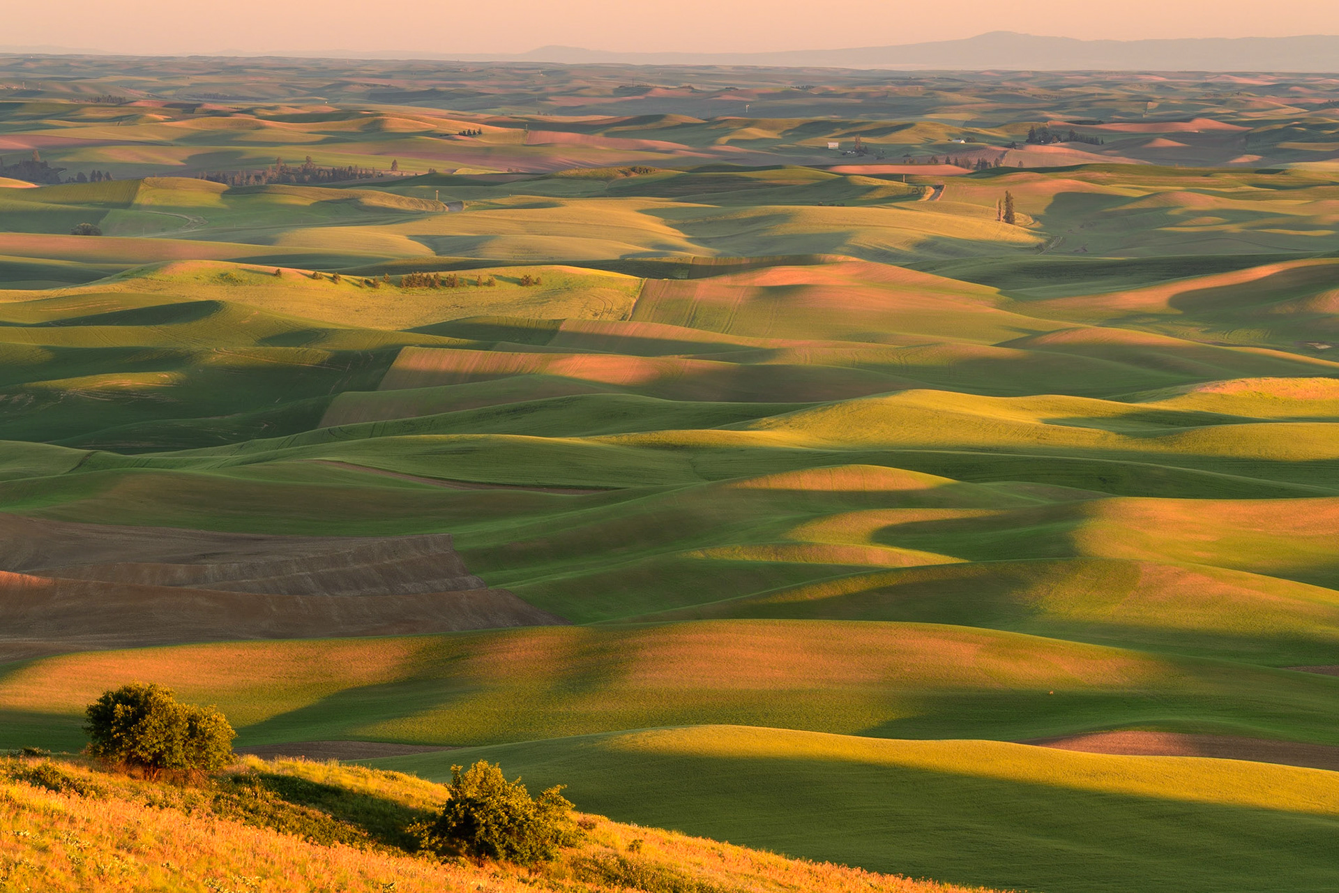 Fields of Light