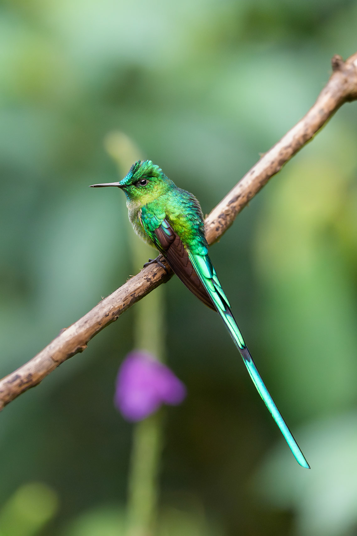 Long-Tailed Sylph