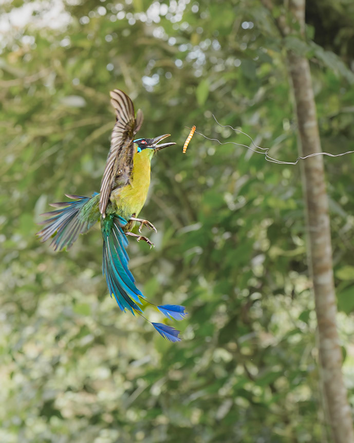 Whooping Motmot