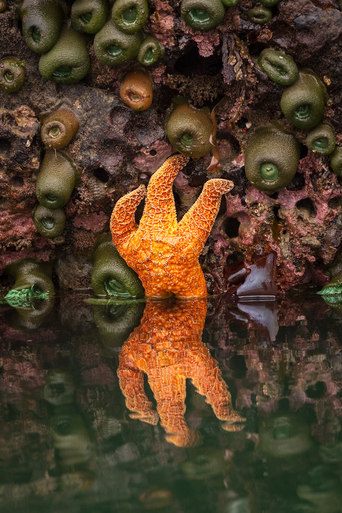 Tidal Mirror